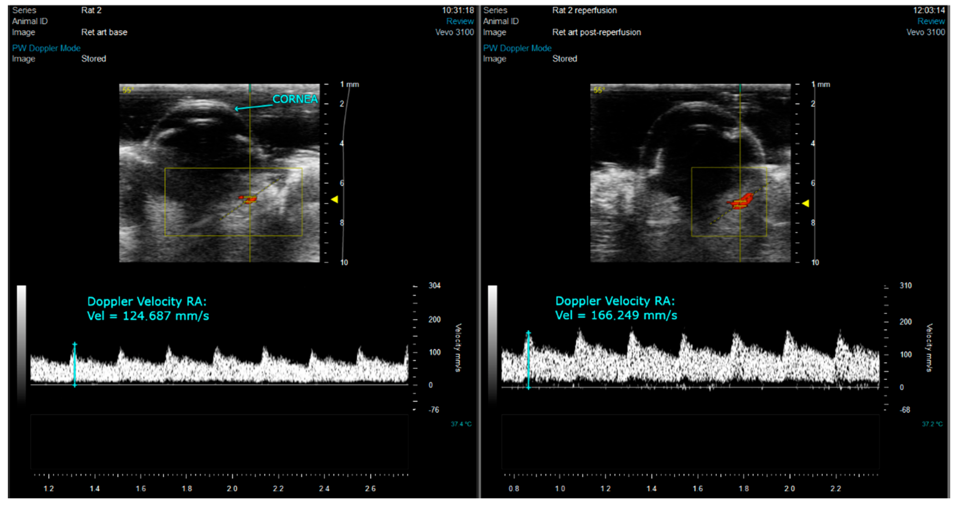 Biomedicines 10 00997 g001