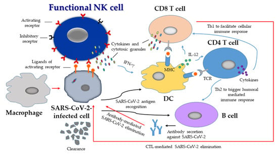 Biomedicines | Free Full-Text | Exploring the Utility of NK Cells in ...