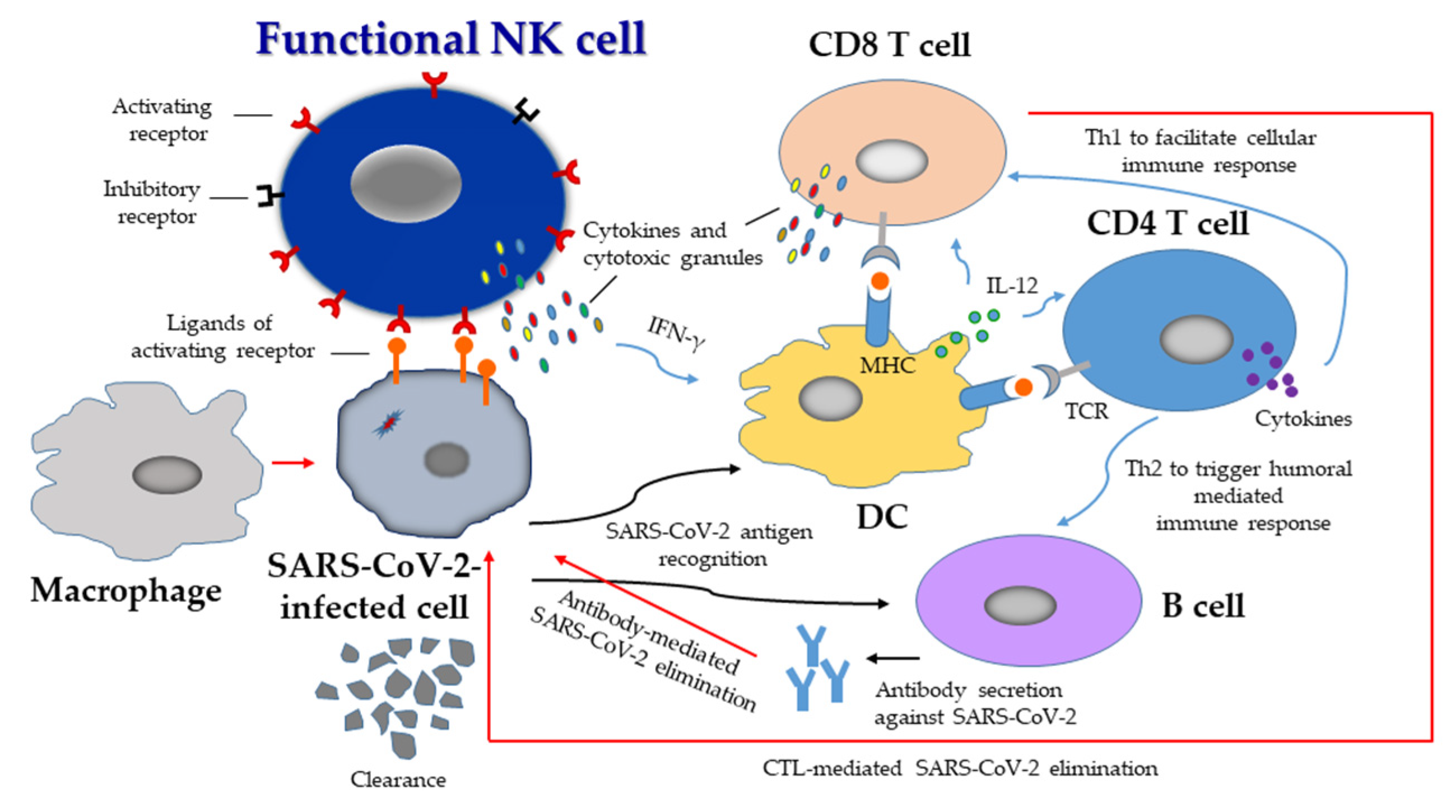 SARS-CoV-2 evades natural killer cell cytotoxic responses