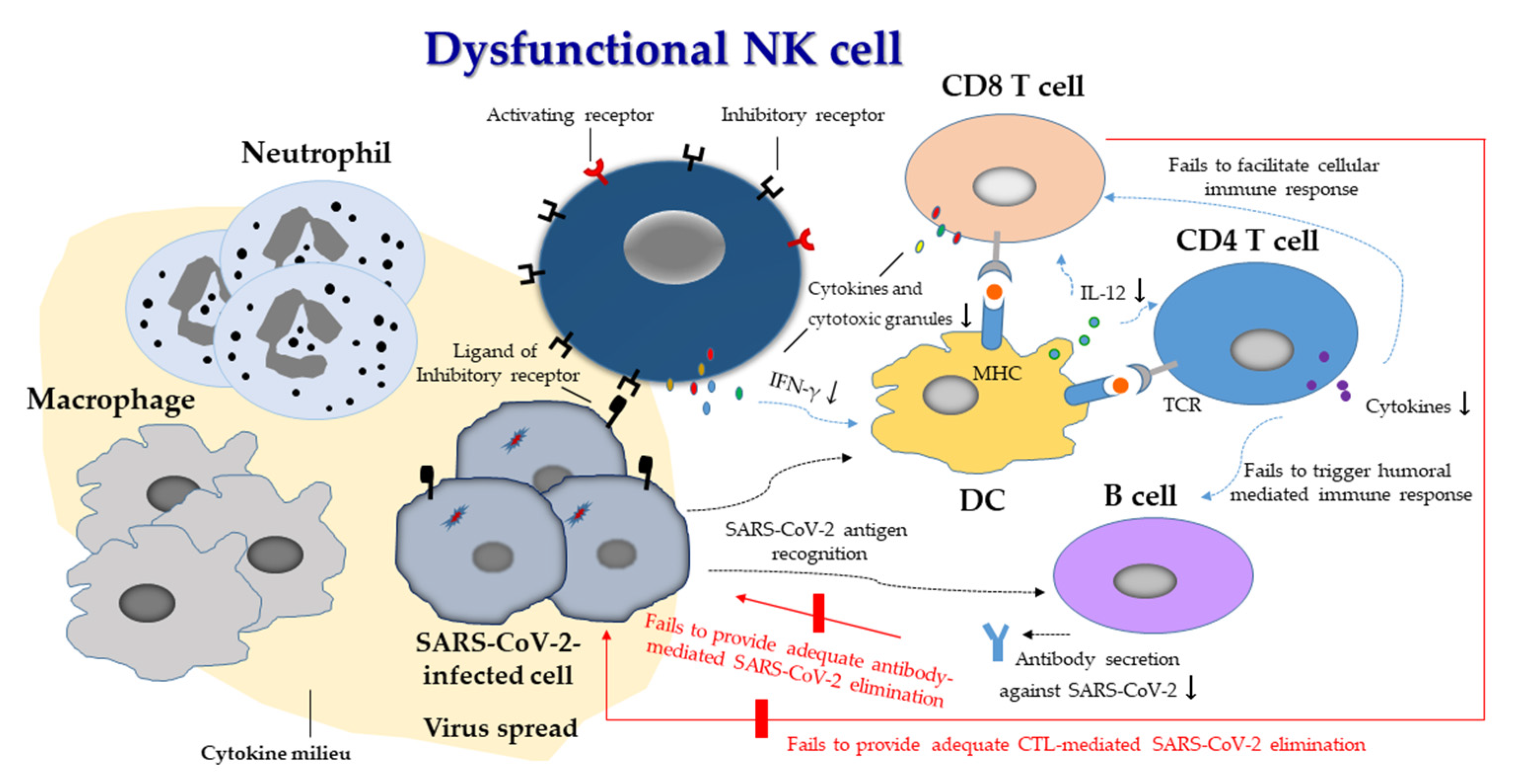 SARS-CoV-2 evades natural killer cell cytotoxic responses