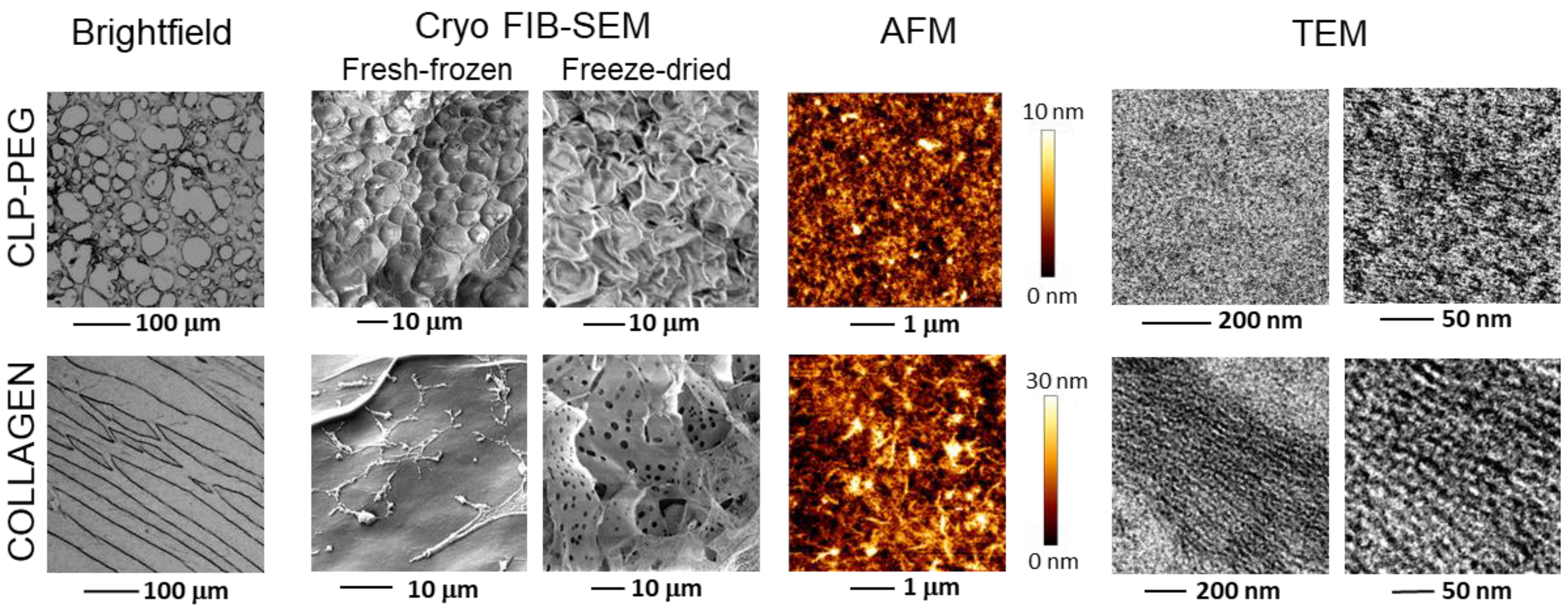 Biomedicines 10 01023 g002