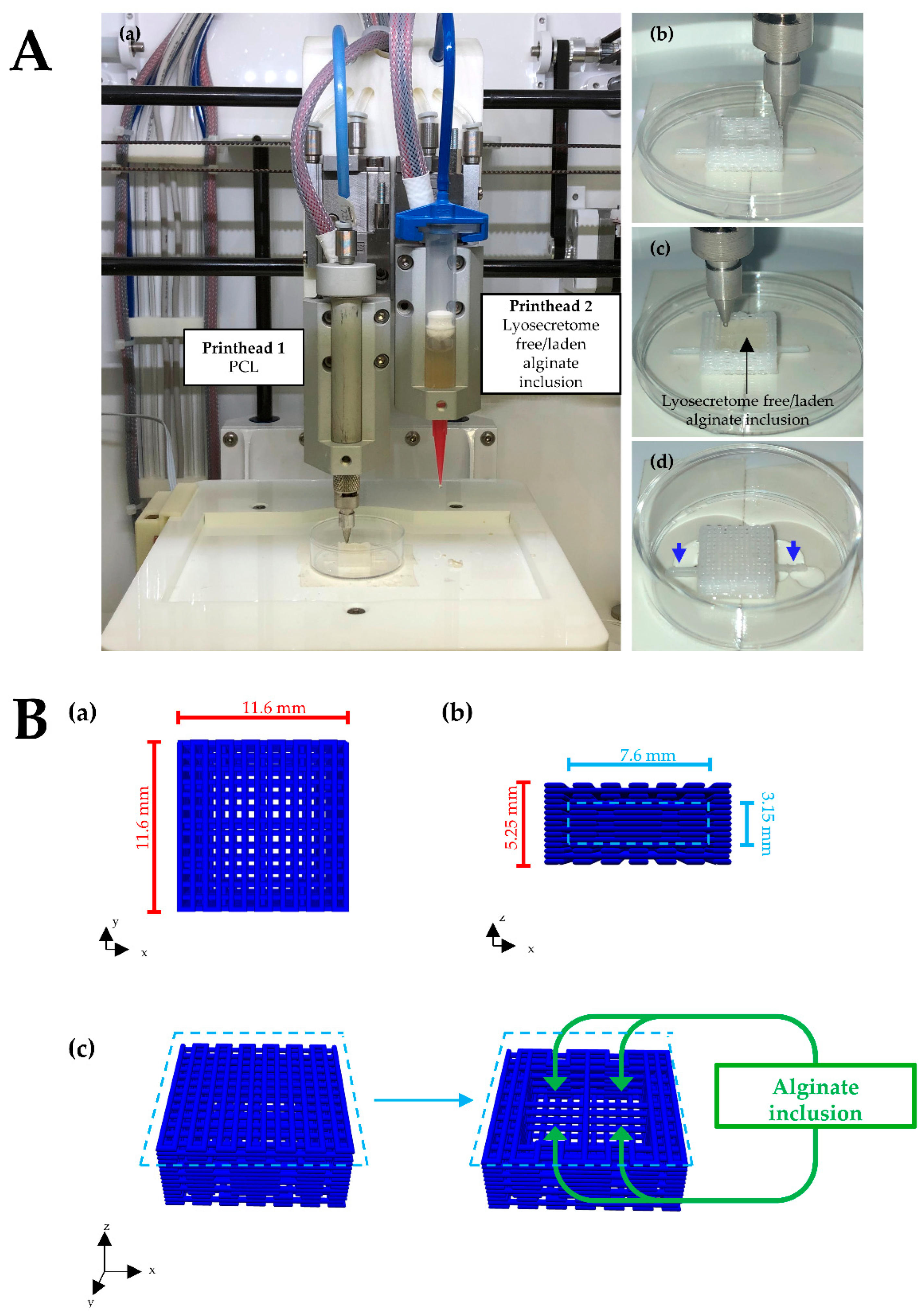 Biomedicines | Free Full-Text | Three-Dimensional Bioprinted Controlled  Release Scaffold Containing Mesenchymal Stem/Stromal Lyosecretome for Bone  Regeneration: Sterile Manufacturing and In Vitro Biological Efficacy