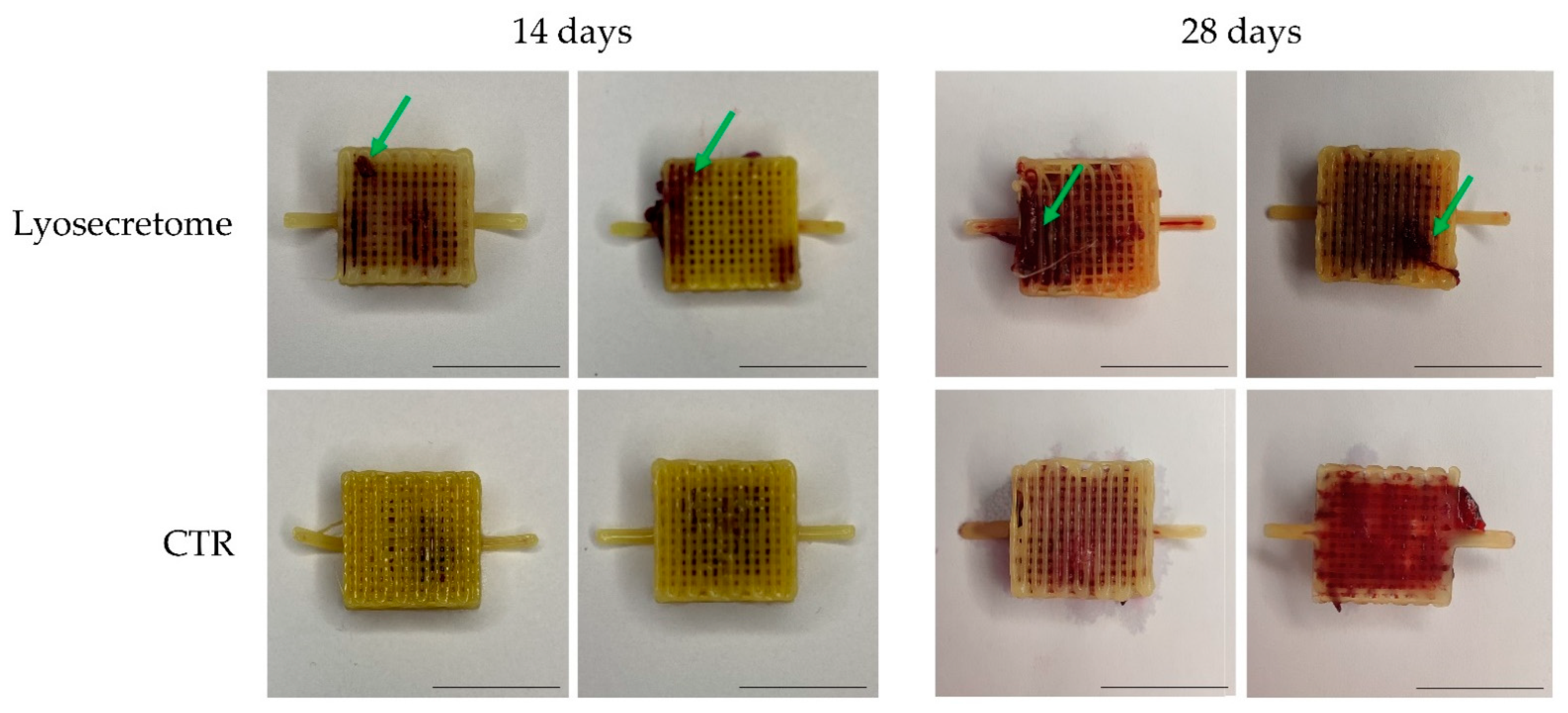 Biomedicines 10 01063 g003