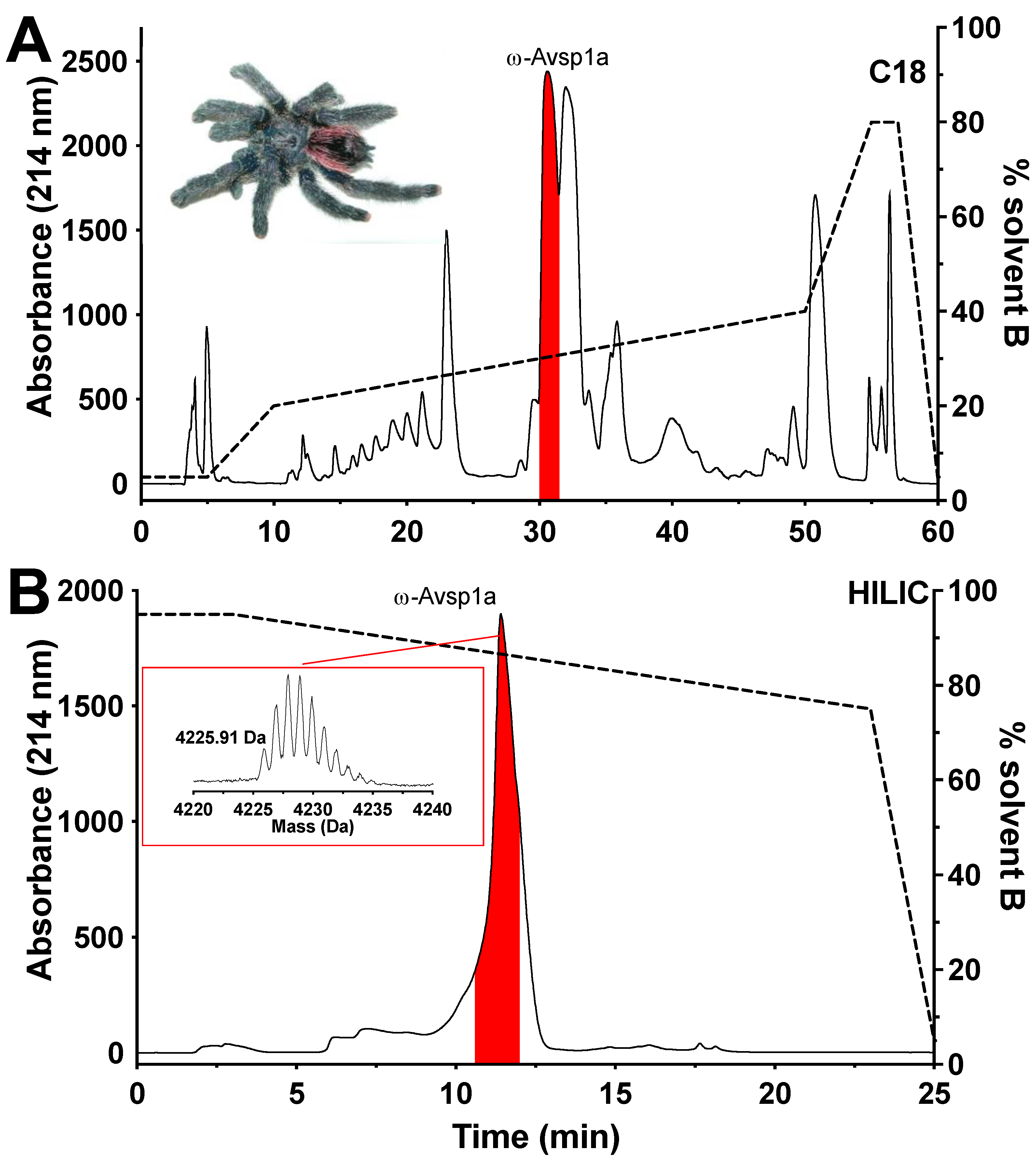 Biomedicines | Free Full-Text | The Tarantula Toxin ω-Avsp1a 