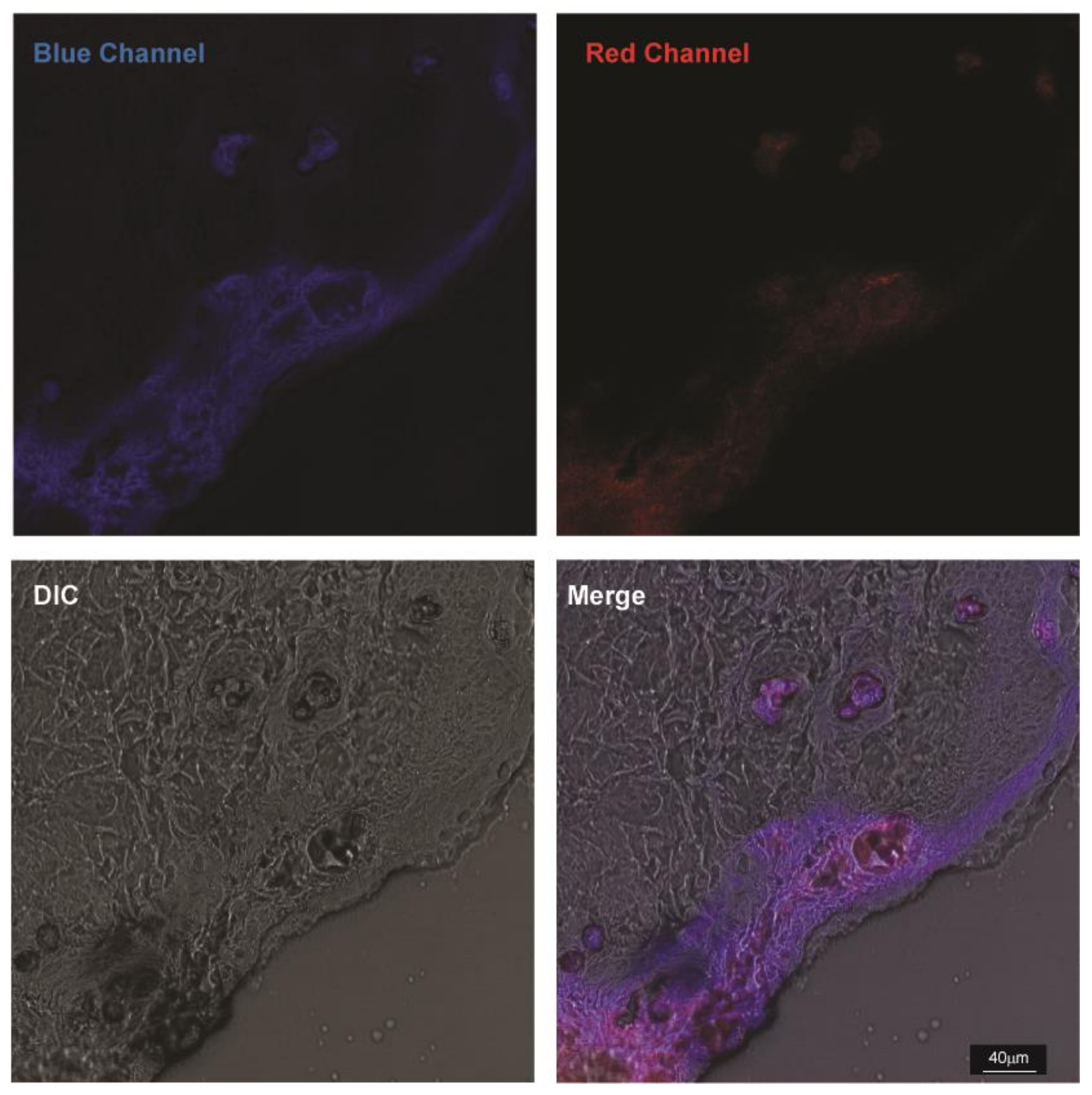 Biomedicines 10 01070 g009