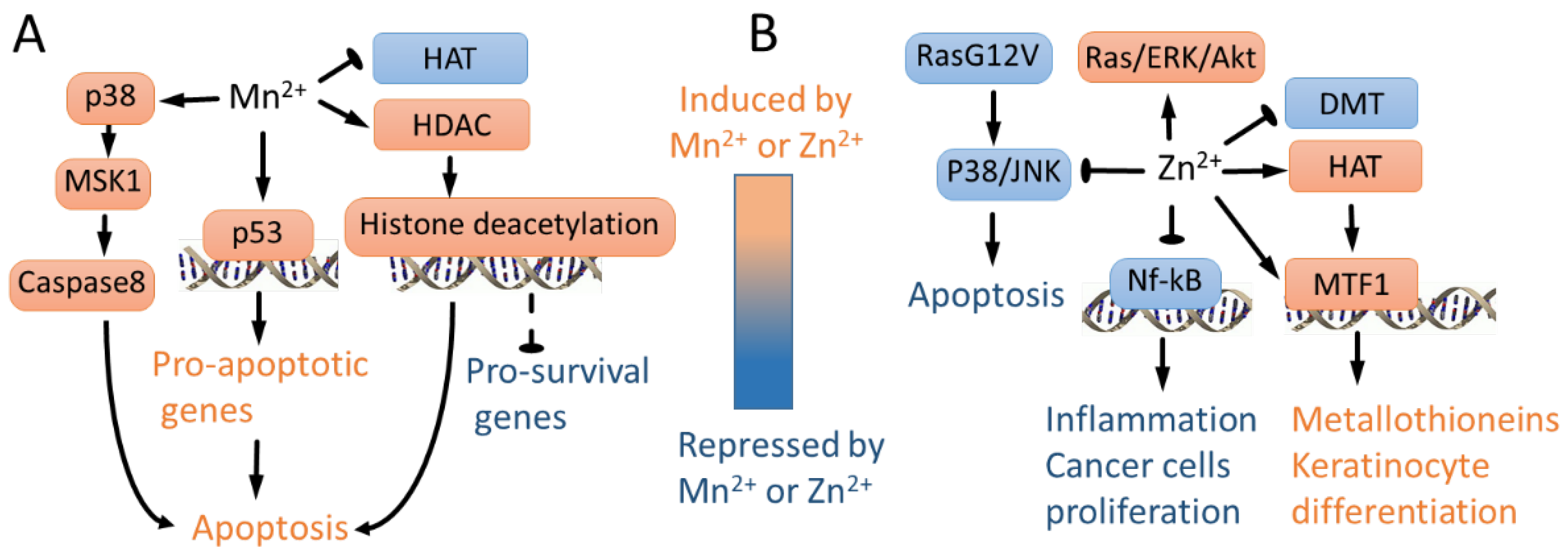 Biomedicines 10 01072 g004