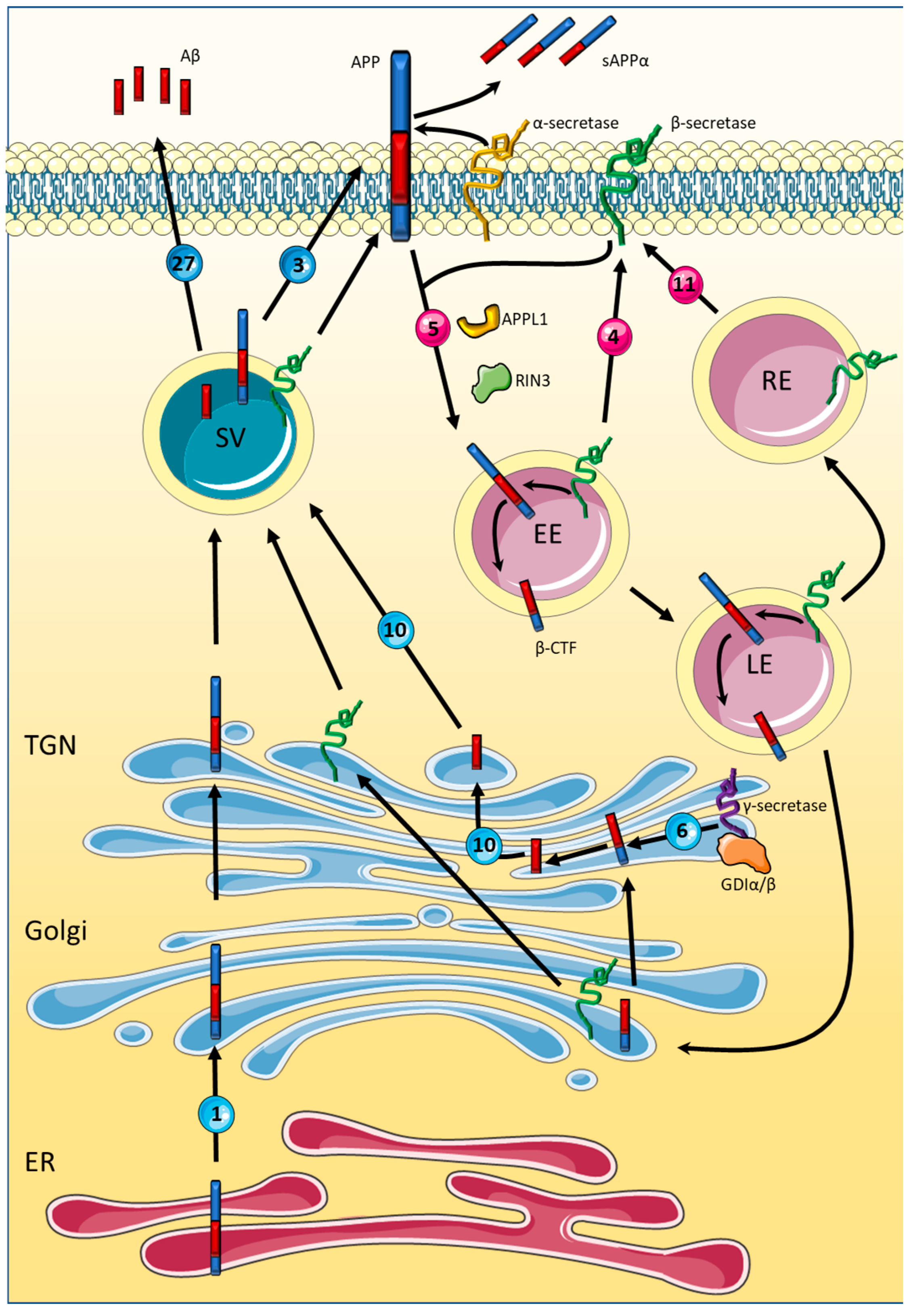 Biomedicines 10 01141 g003 Biomedicines 10 01141 g003