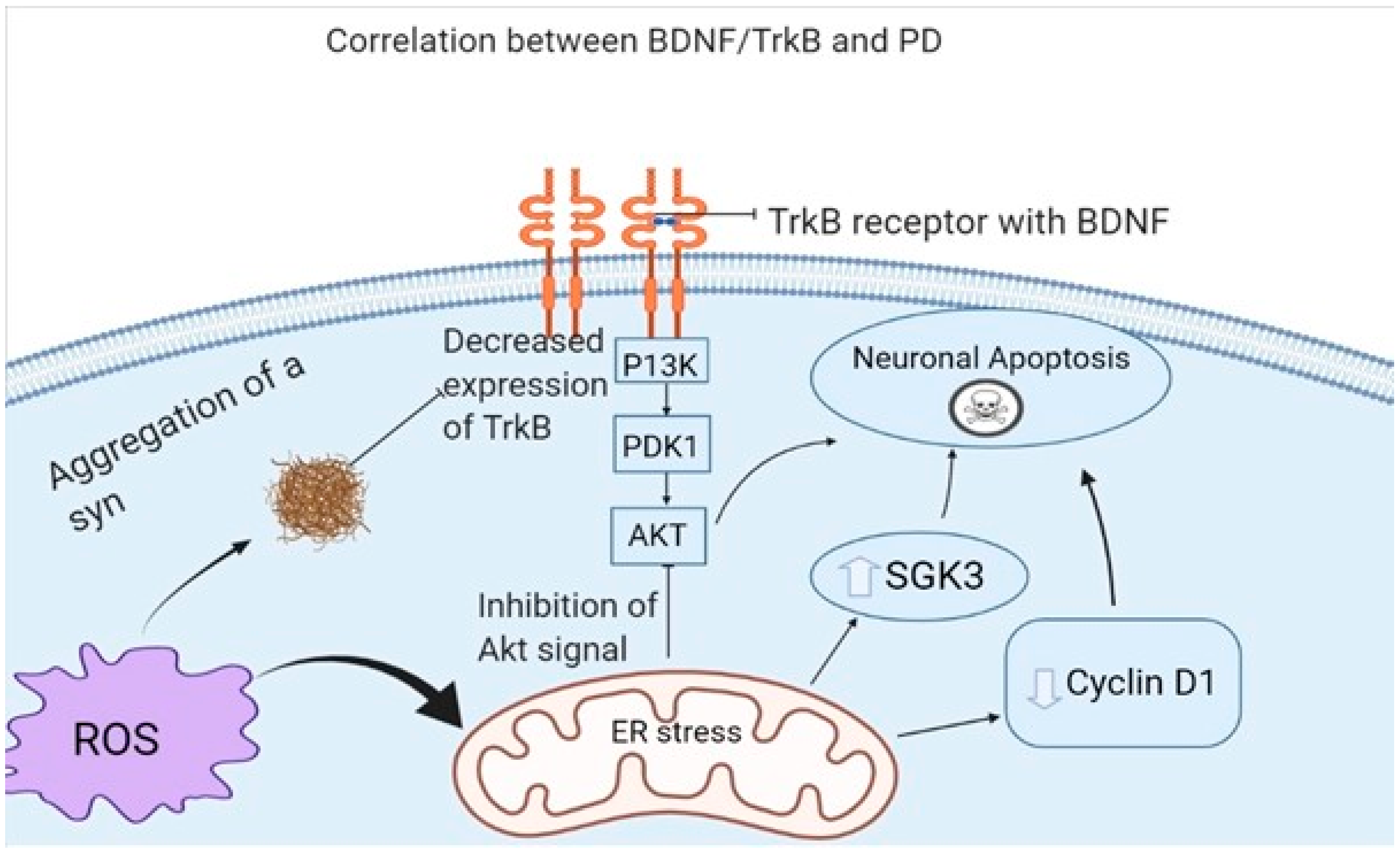 Biomedicines 10 01143 g002