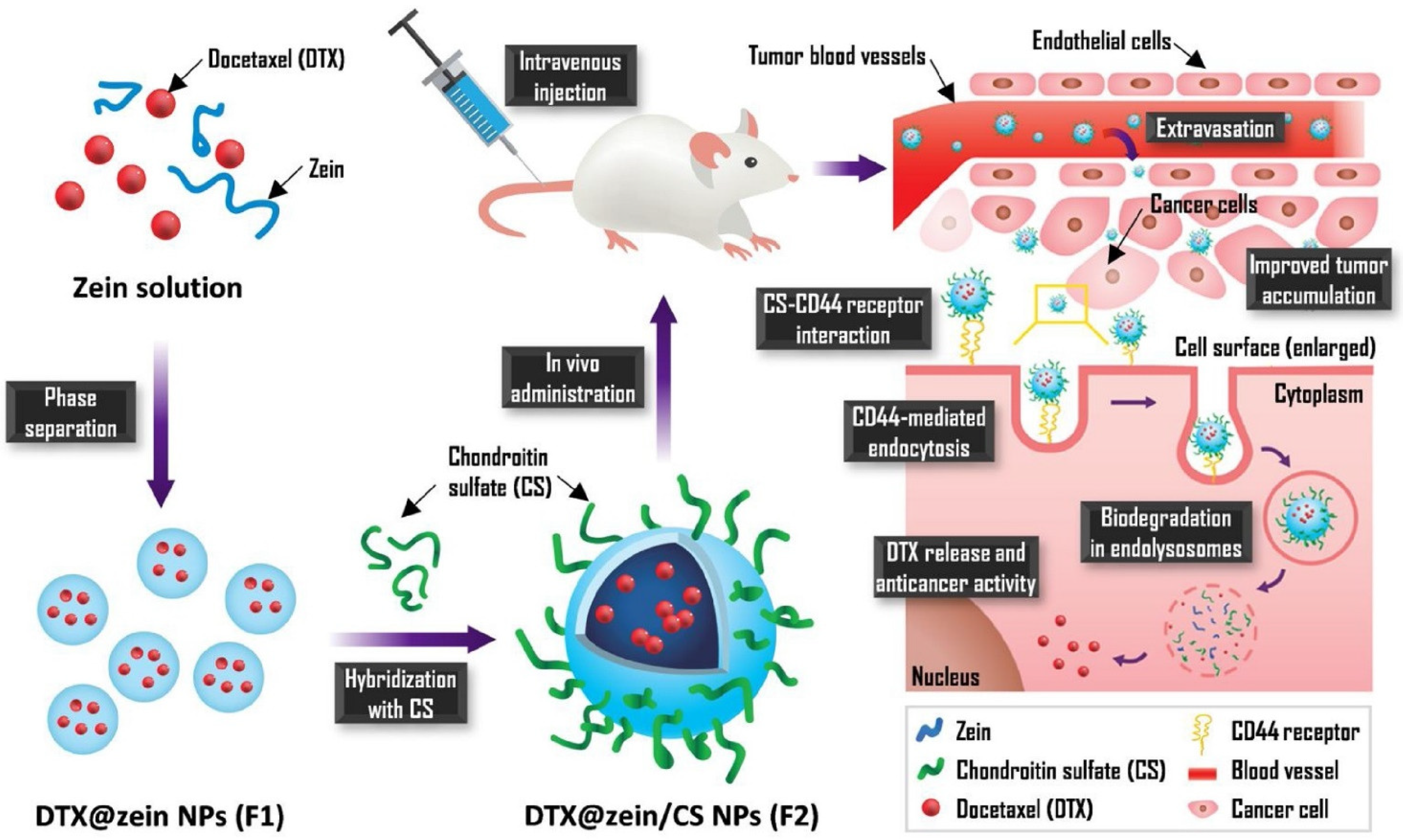 Biomedicines 10 01187 g005