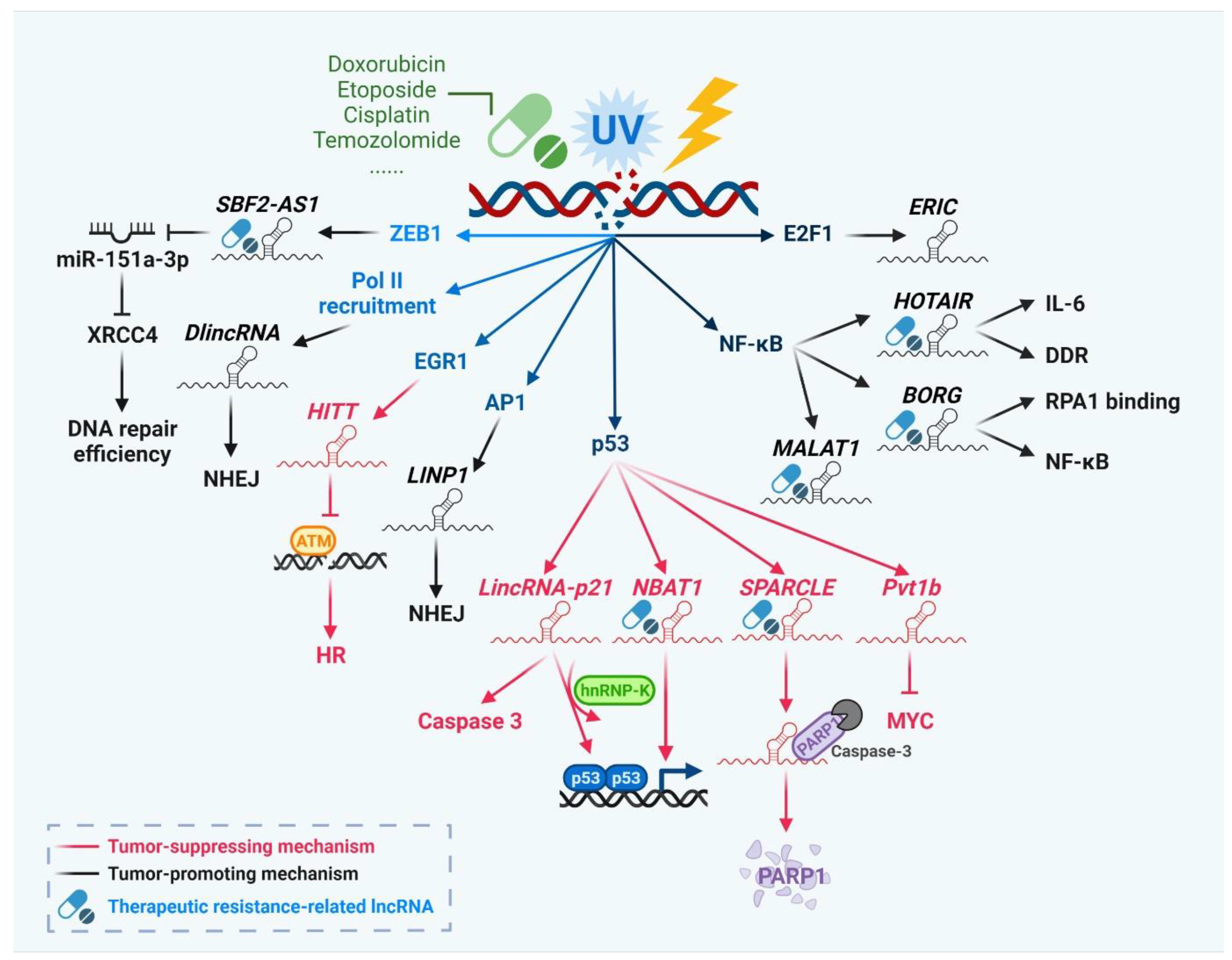 Biomedicines 10 01212 g001