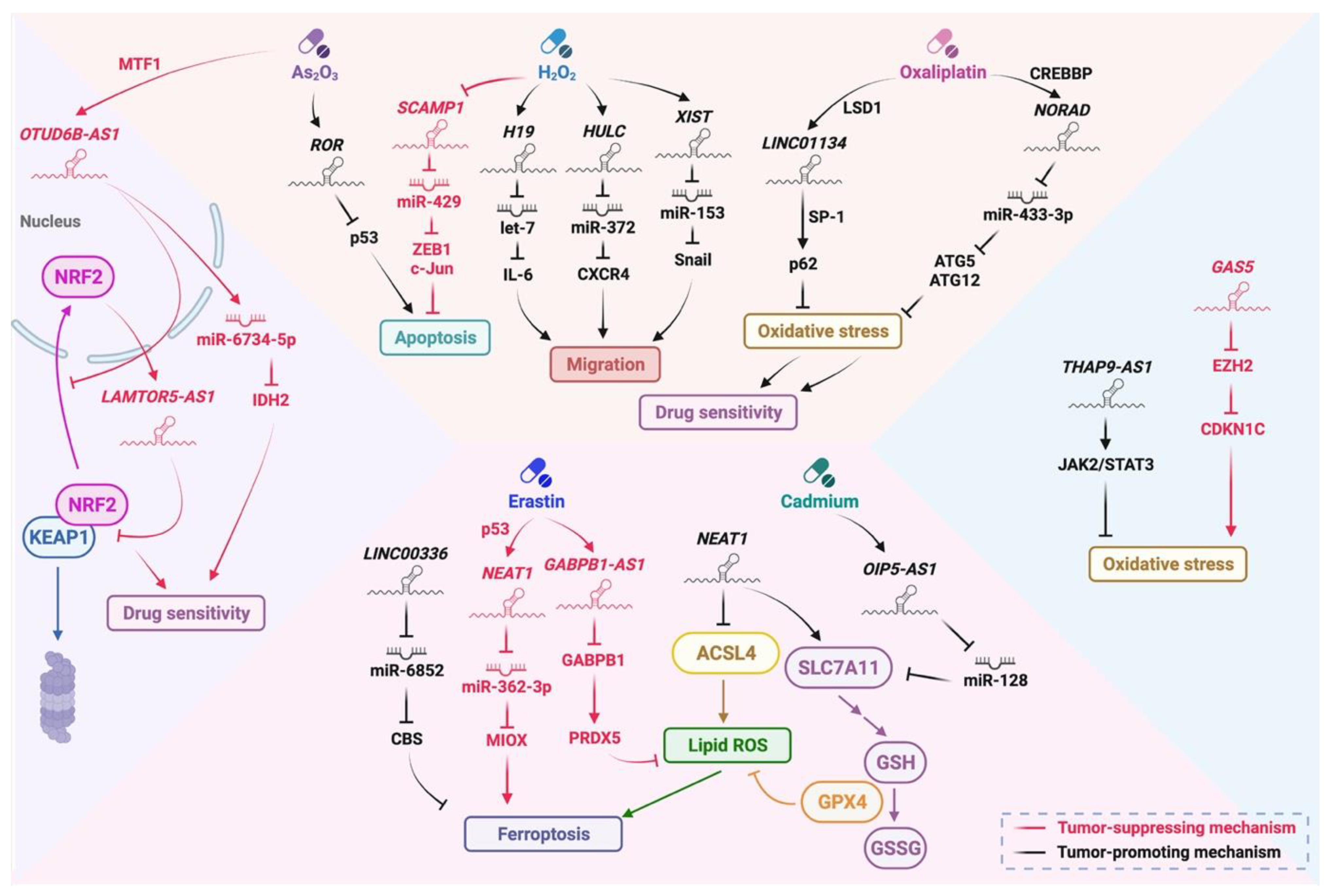 Biomedicines 10 01212 g003