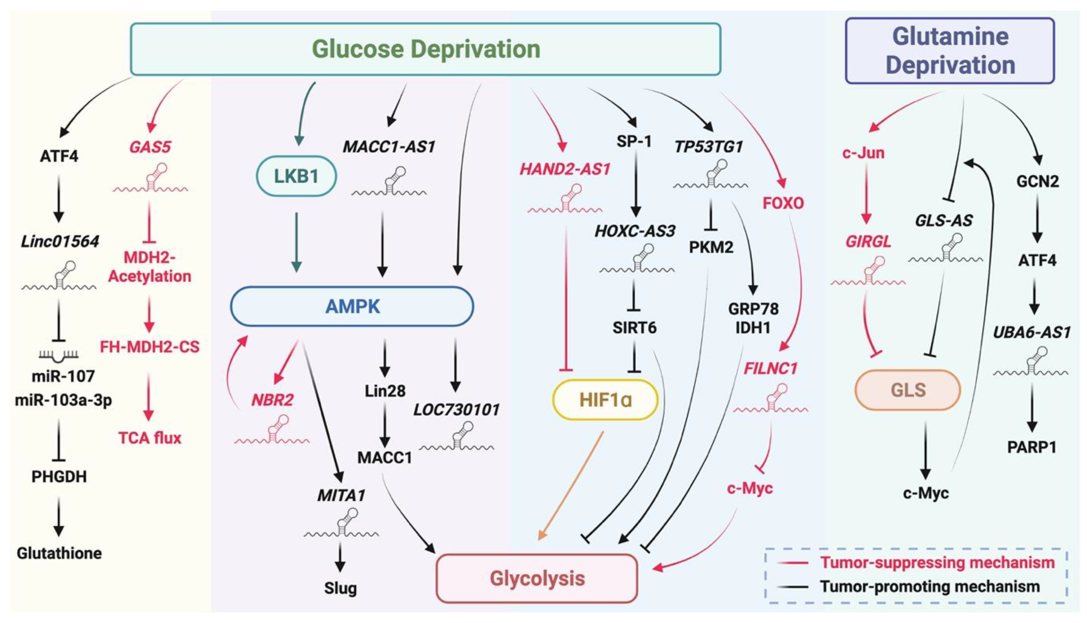 Biomedicines 10 01212 g004
