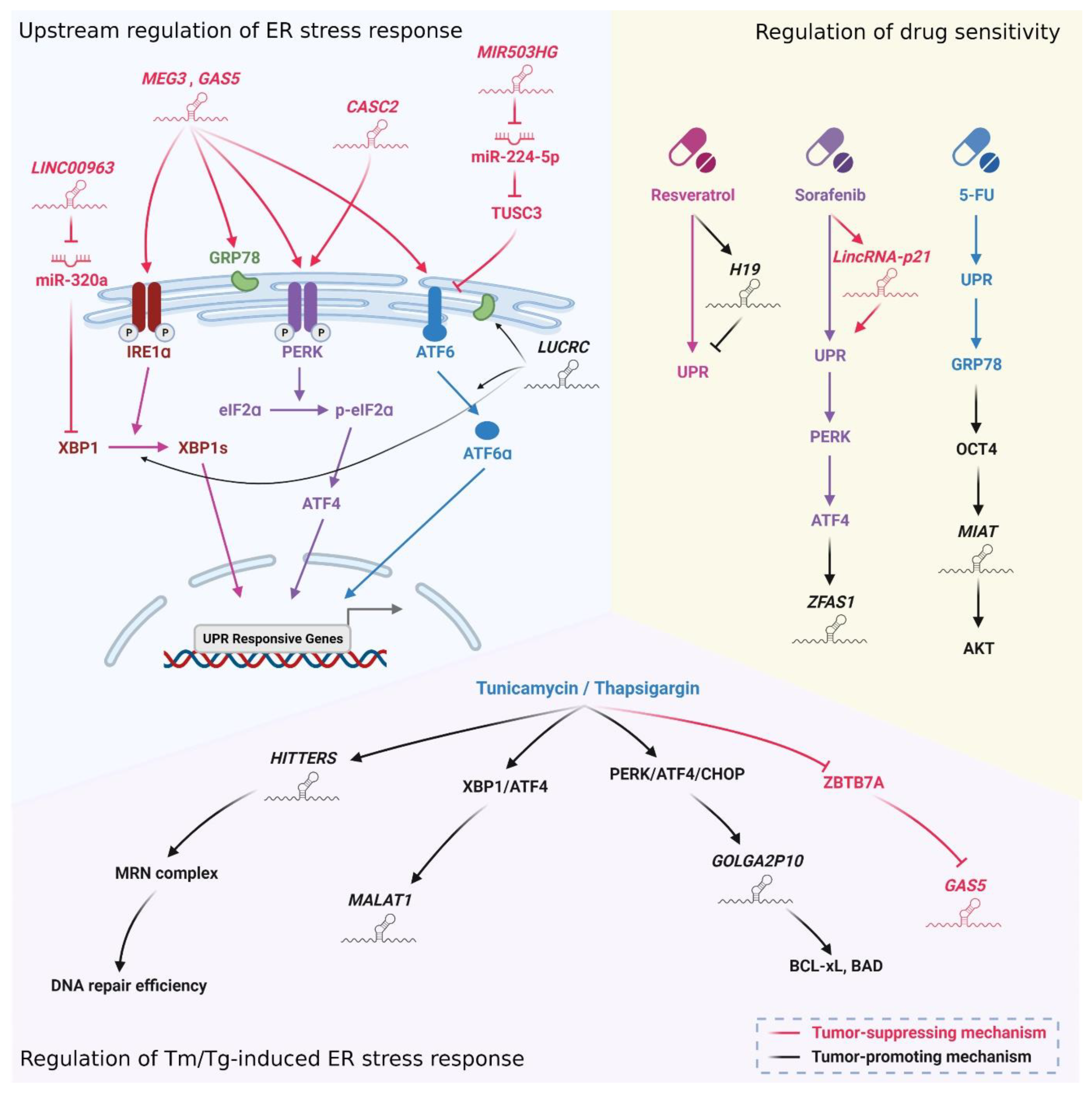 Biomedicines 10 01212 g005