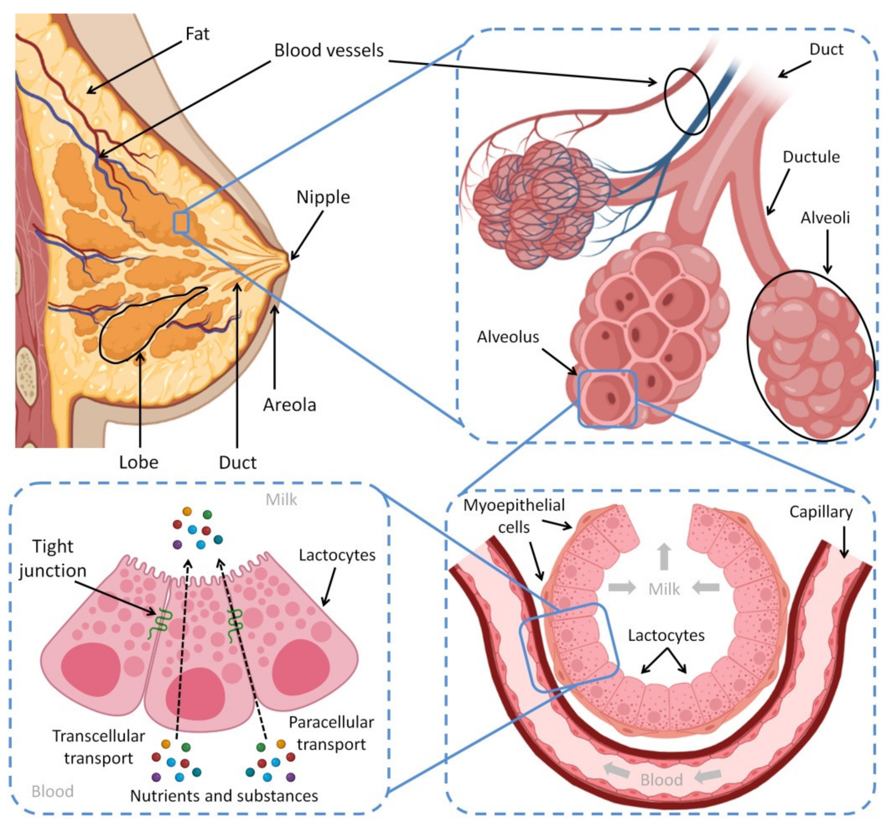 Types of breast  Breast, Asymetrical, Warner's