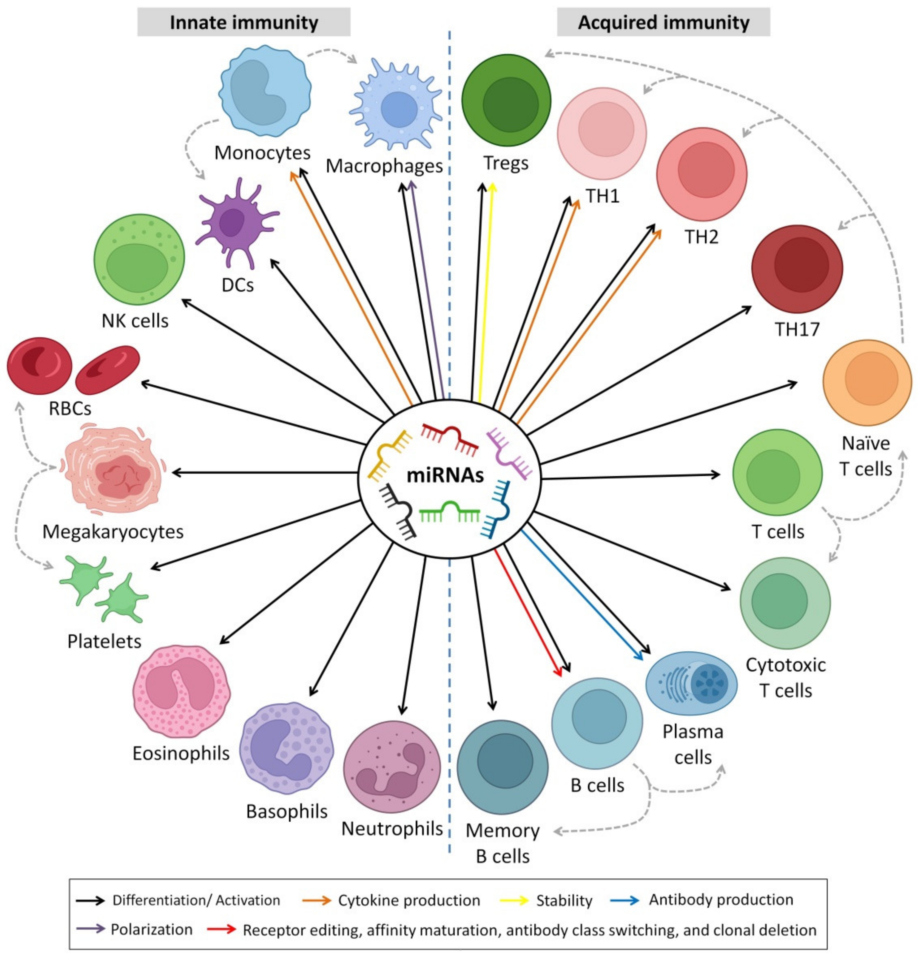 Biomedicines 10 01219 g006 Biomedicines 10 01219 g006