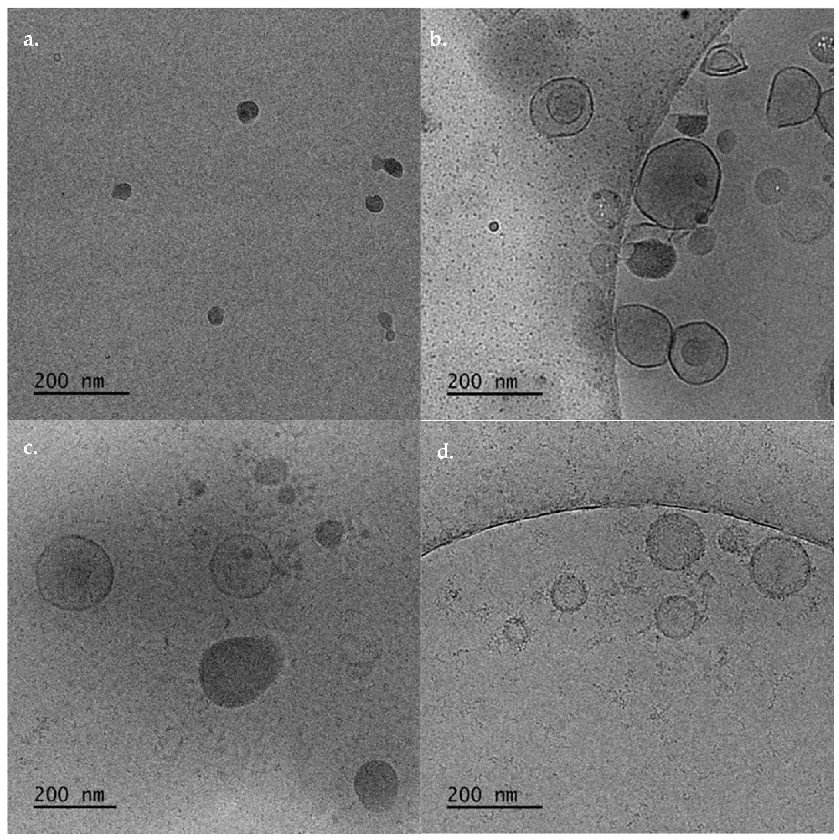 Biomedicines 10 01228 g003