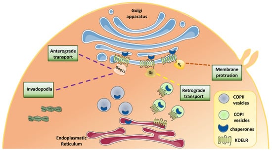 Biomedicines Free Full Text KDEL Receptors Pathophysiological