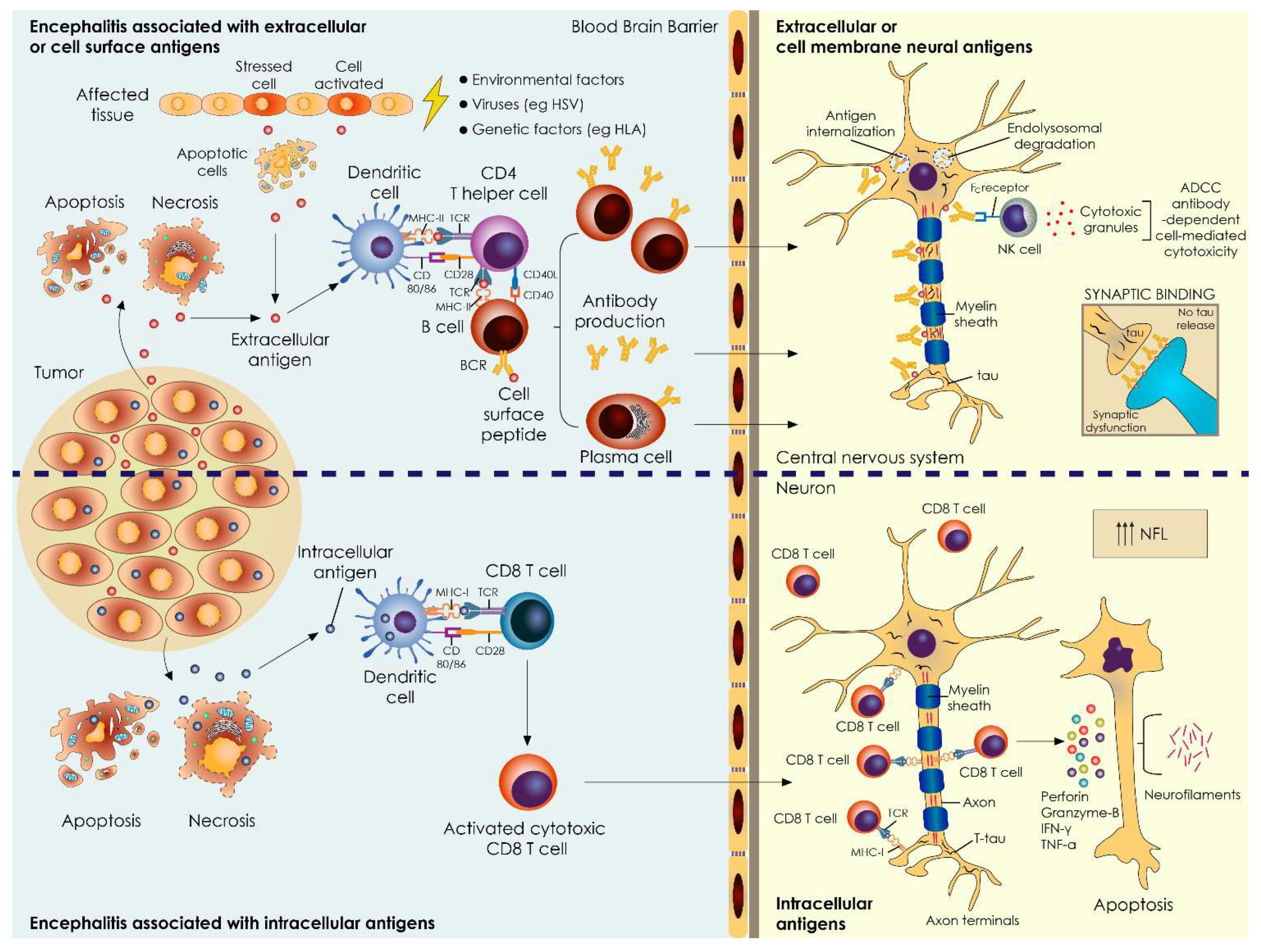 Biomedicines 10 01262 g003