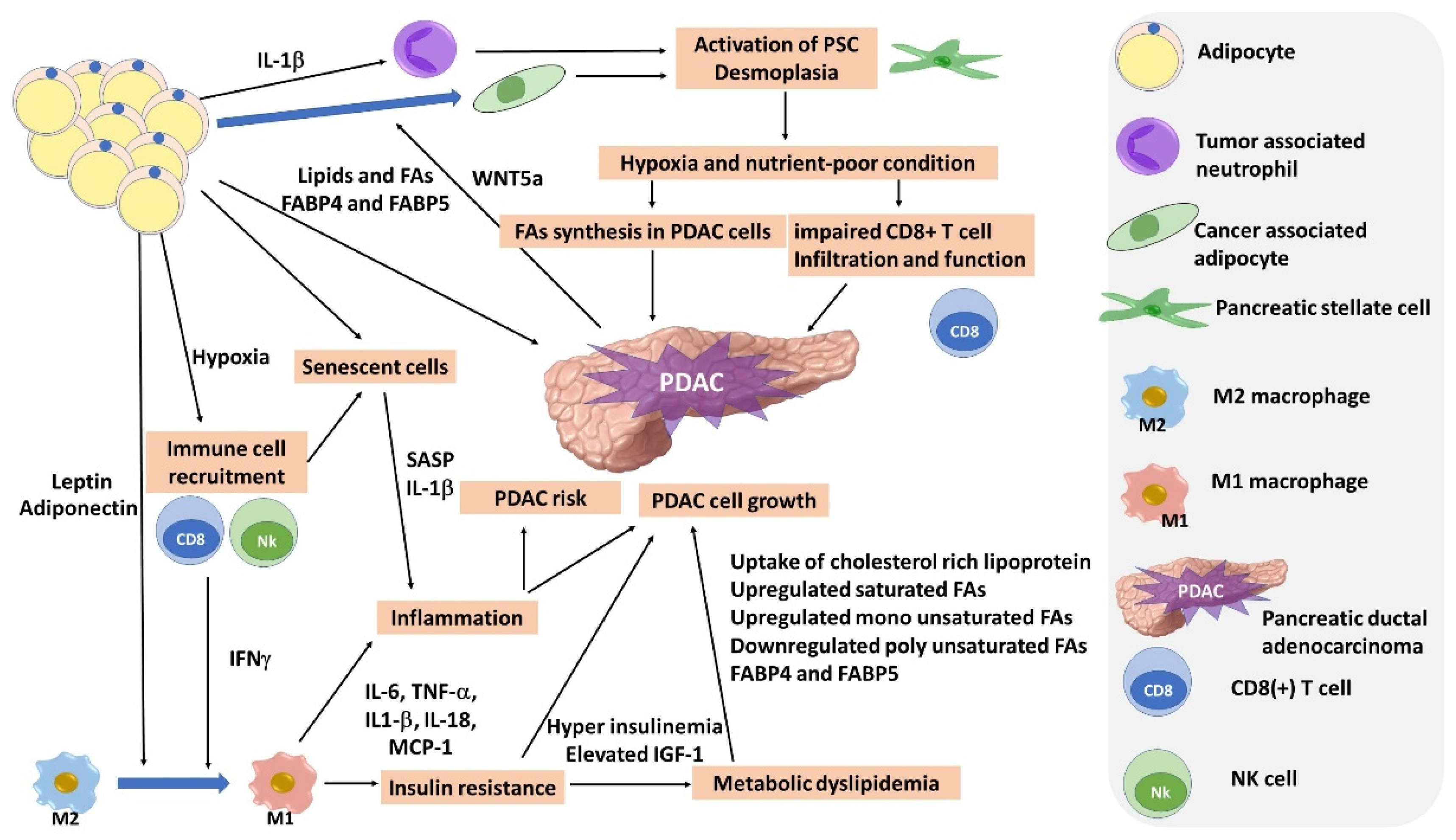 Biomedicines | Free Full-Text | Obesity and Pancreatic Cancer: Recent  Progress in Epidemiology, Mechanisms and Bariatric Surgery