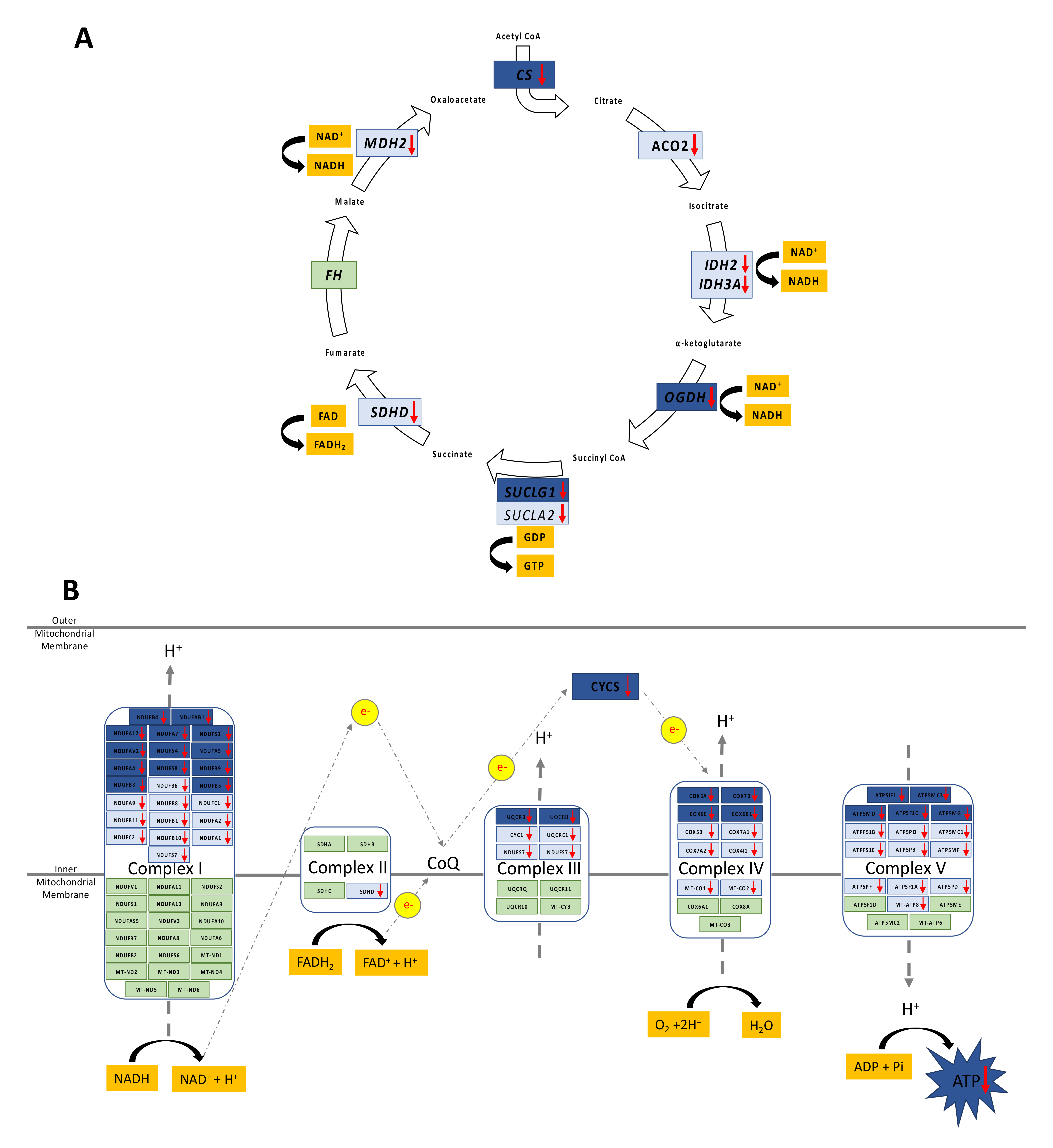 Biomedicines 10 01291 g002 Biomedicines 10 01291 g002