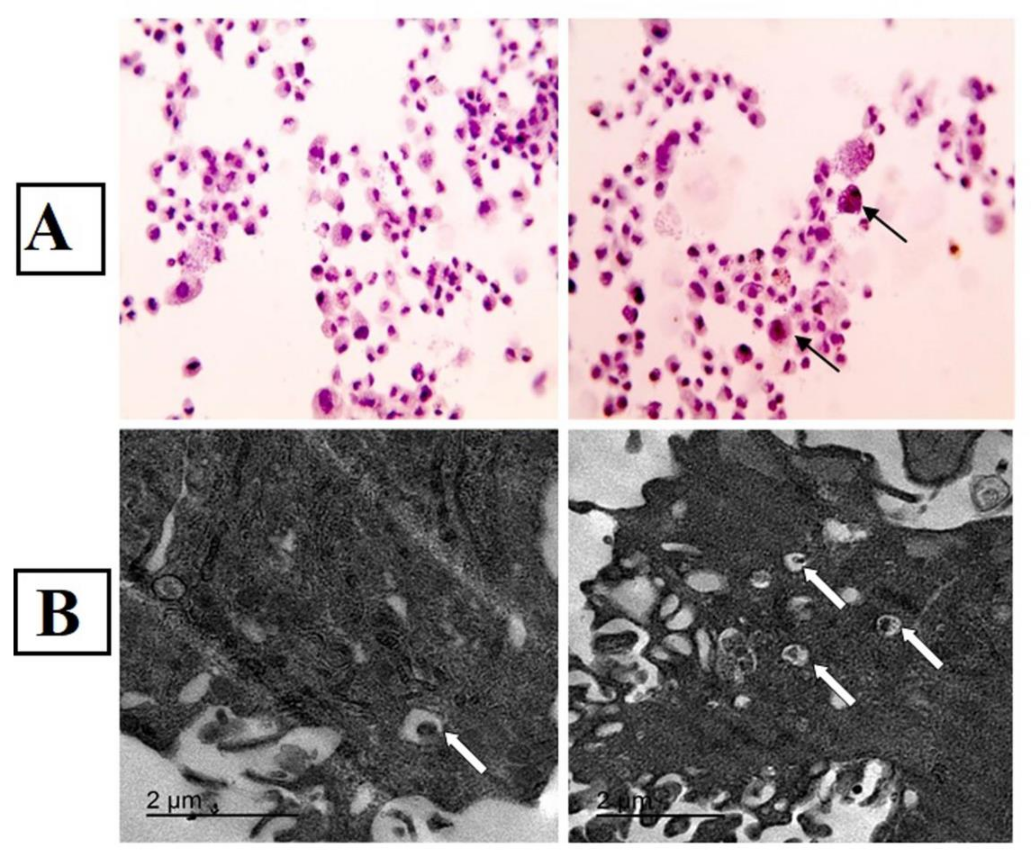 Biomedicines 10 01295 g002