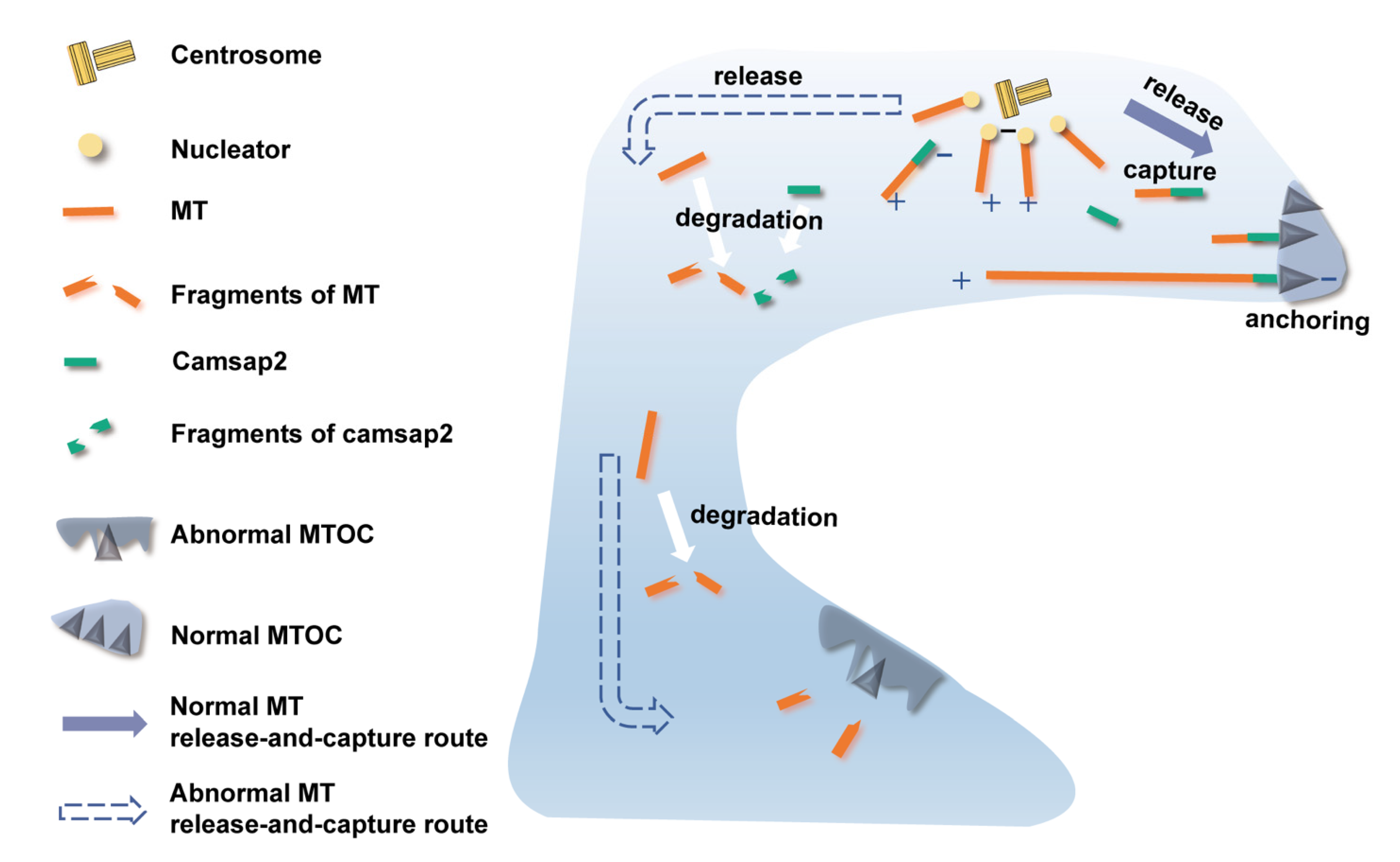 Biomedicines | Free Full-Text | The Reduction In Microtubule Arrays ...