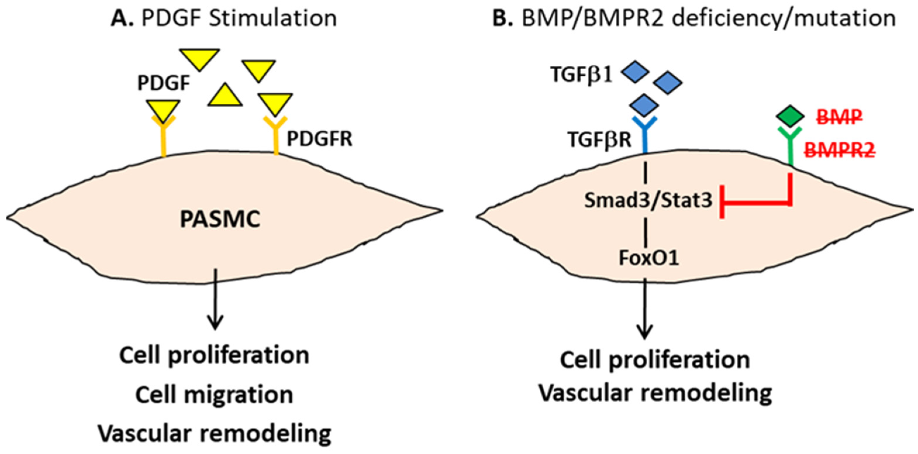 Biomedicines 10 01415 g002