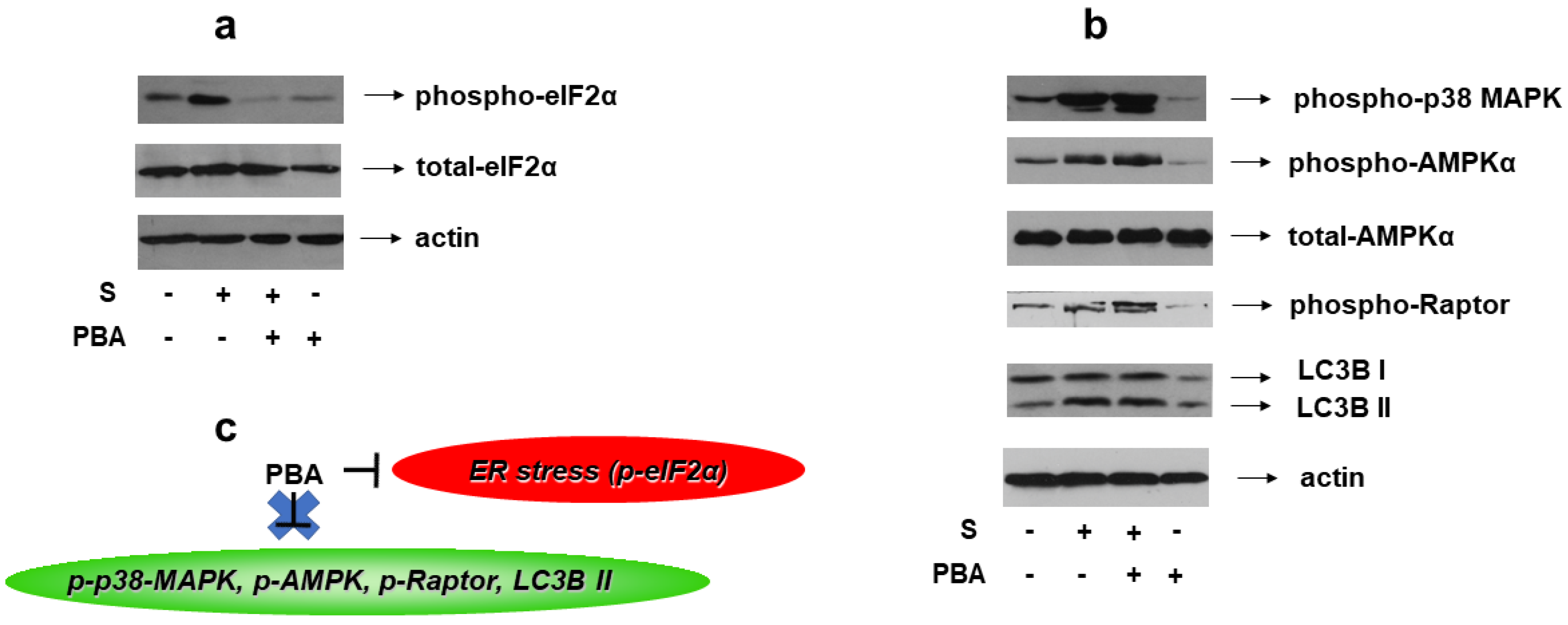 Biomedicines 10 01421 g012