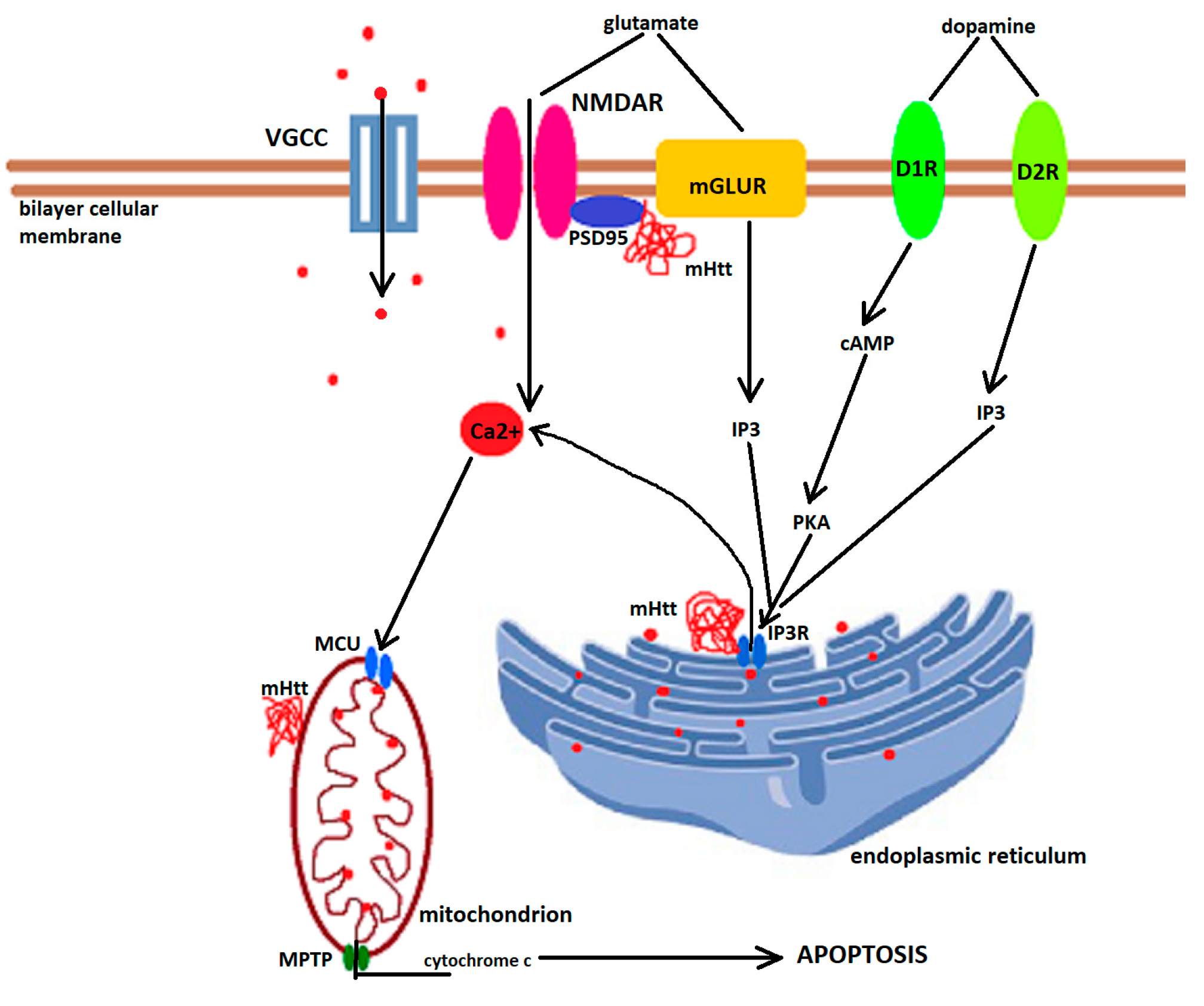 Biomedicines | Free Full-Text | Molecular Pathophysiological