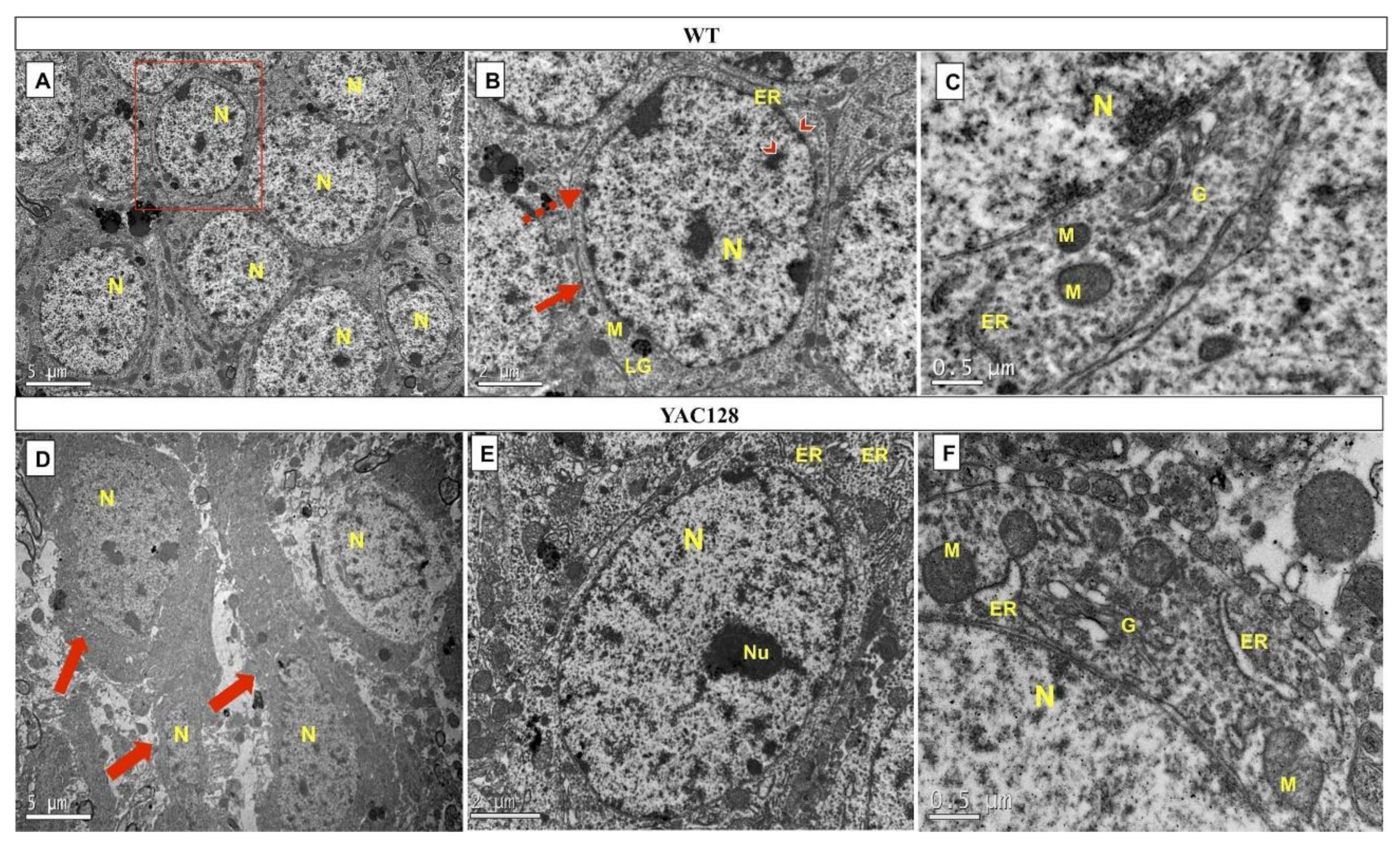 Biomedicines 10 01433 g006 Biomedicines 10 01433 g006