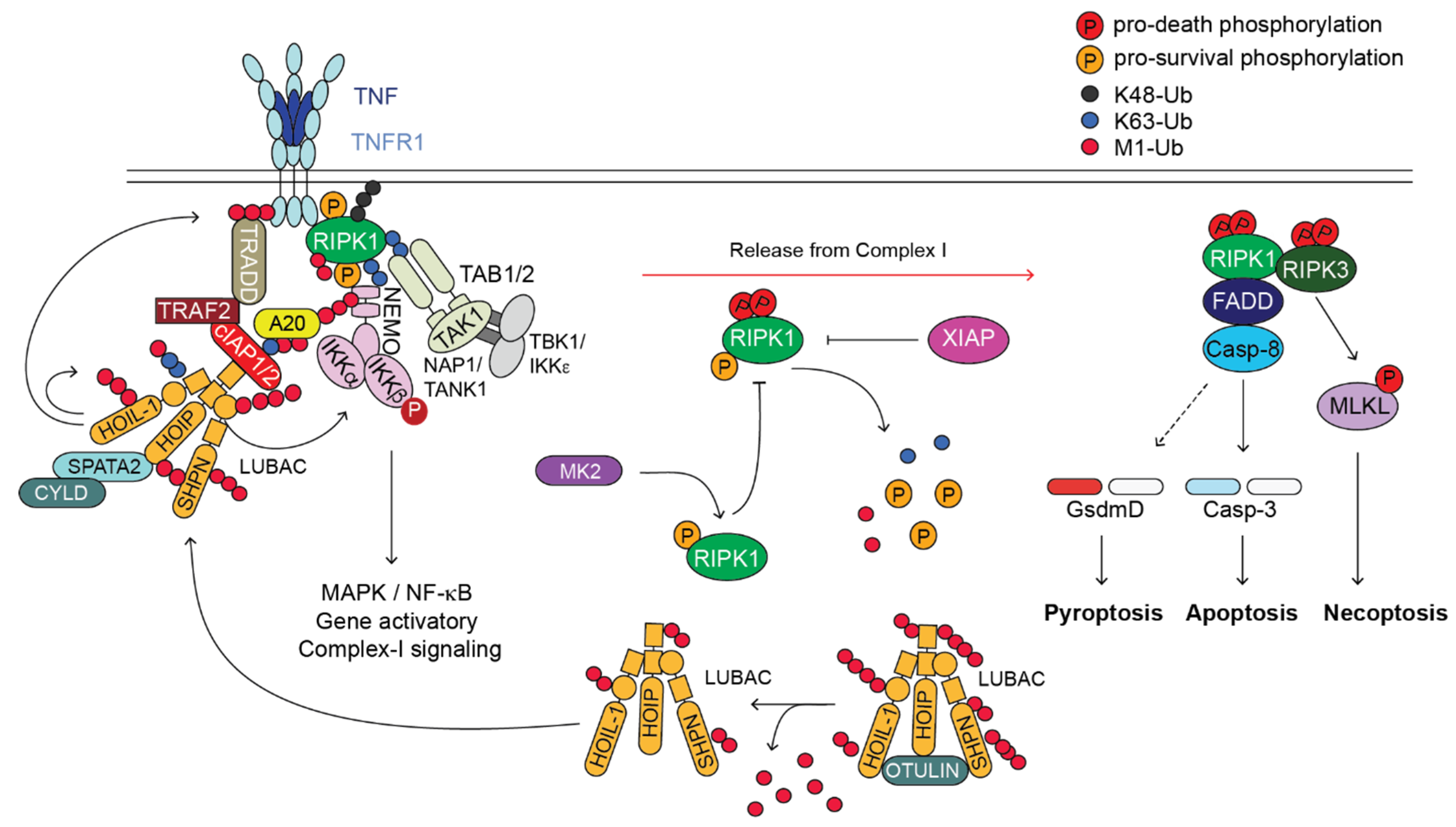 Biomedicines 10 01436 g001
