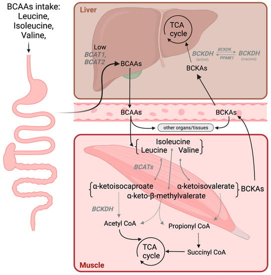 Biomedicines | Free Full-Text | The Emerging Role of Branched-Chain Amino  Acids in Liver Diseases