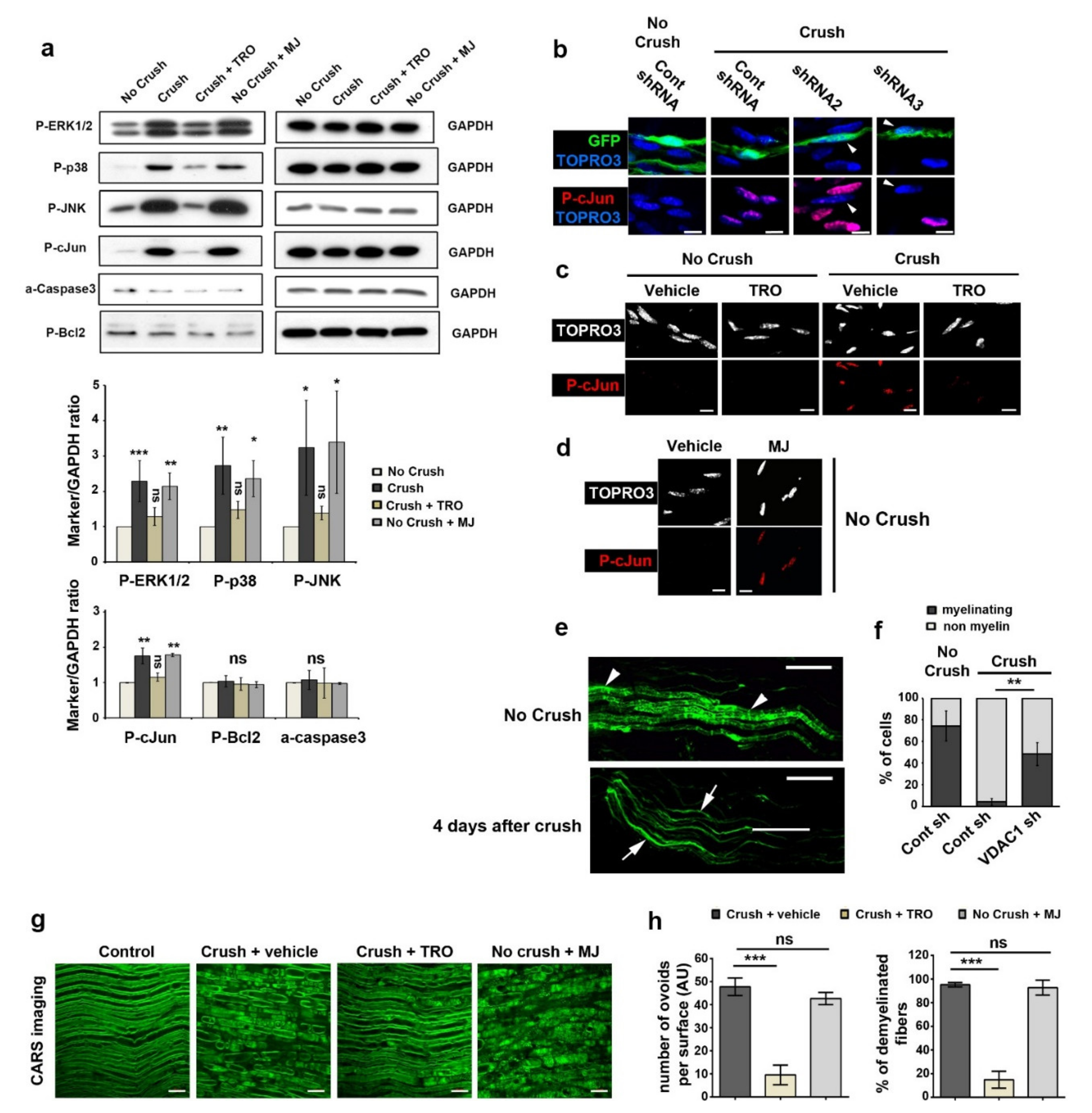 Biomedicines 10 01447 g006 Biomedicines 10 01447 g006