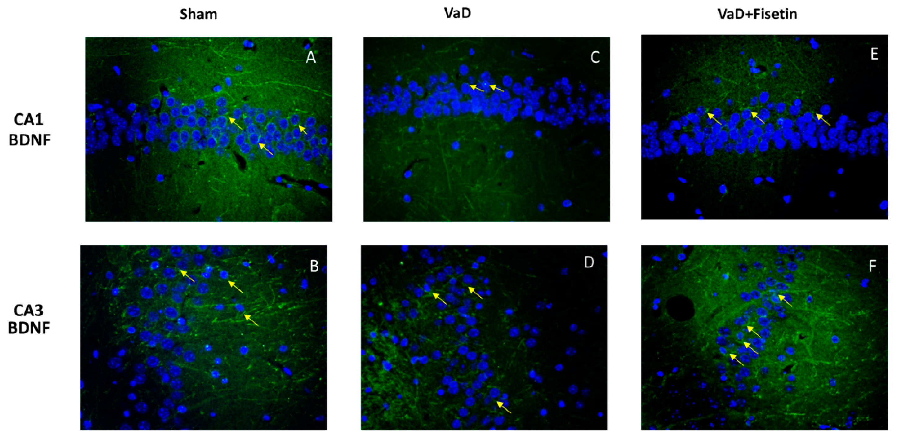 Biomedicines 10 01448 g005 Biomedicines 10 01448 g005