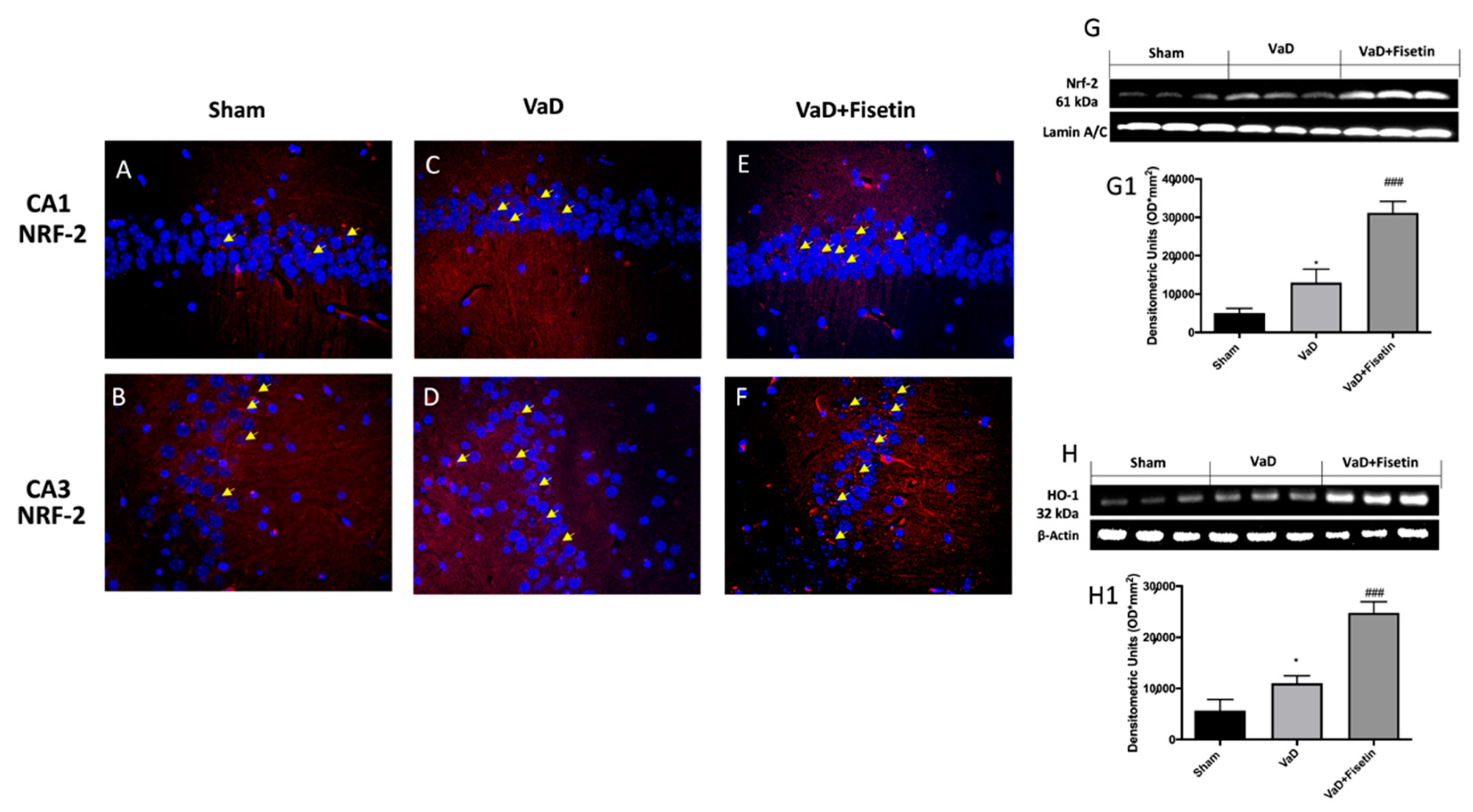 Biomedicines 10 01448 g009 Biomedicines 10 01448 g009
