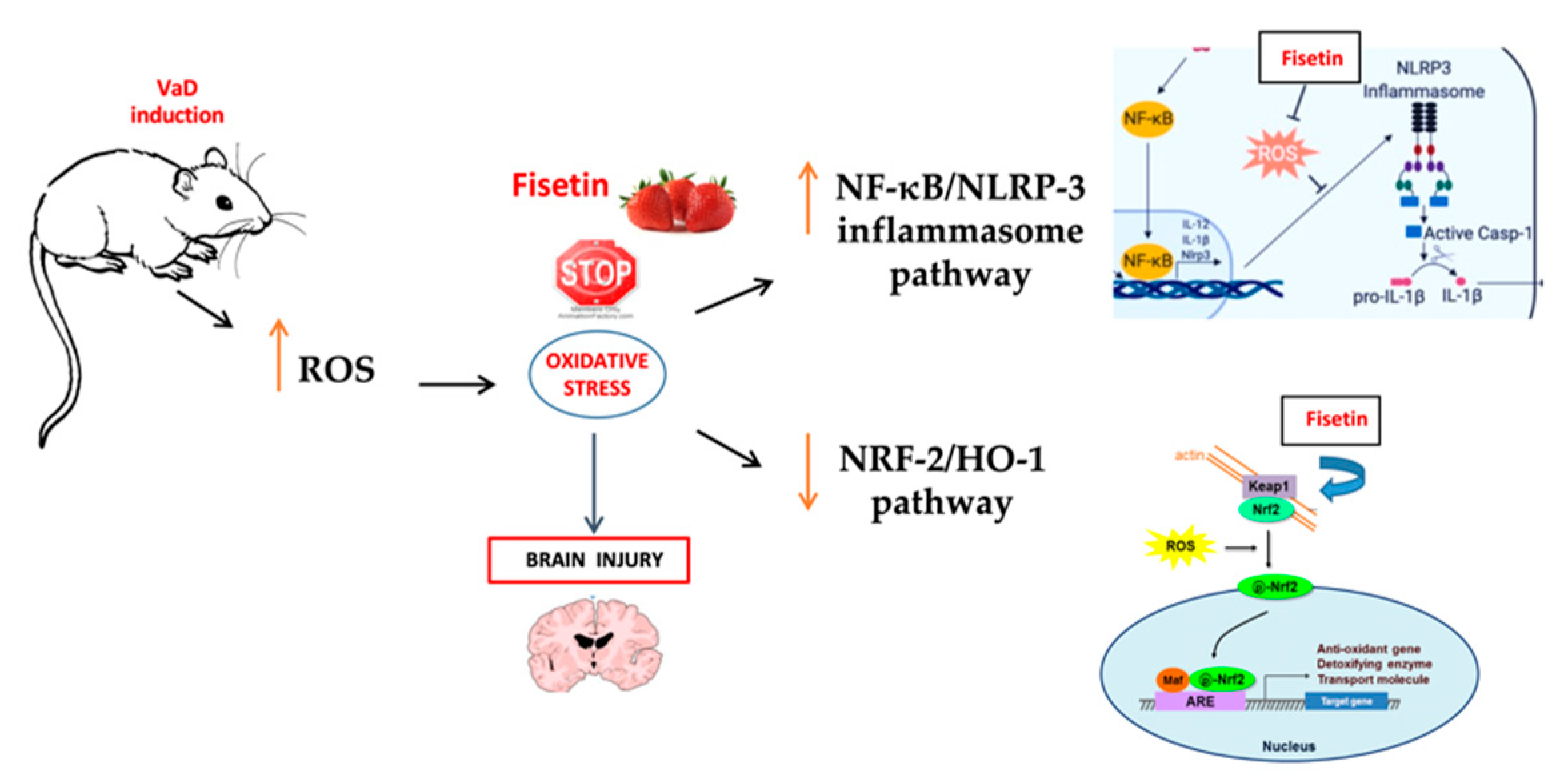 Biomedicines 10 01448 g010 Biomedicines 10 01448 g010