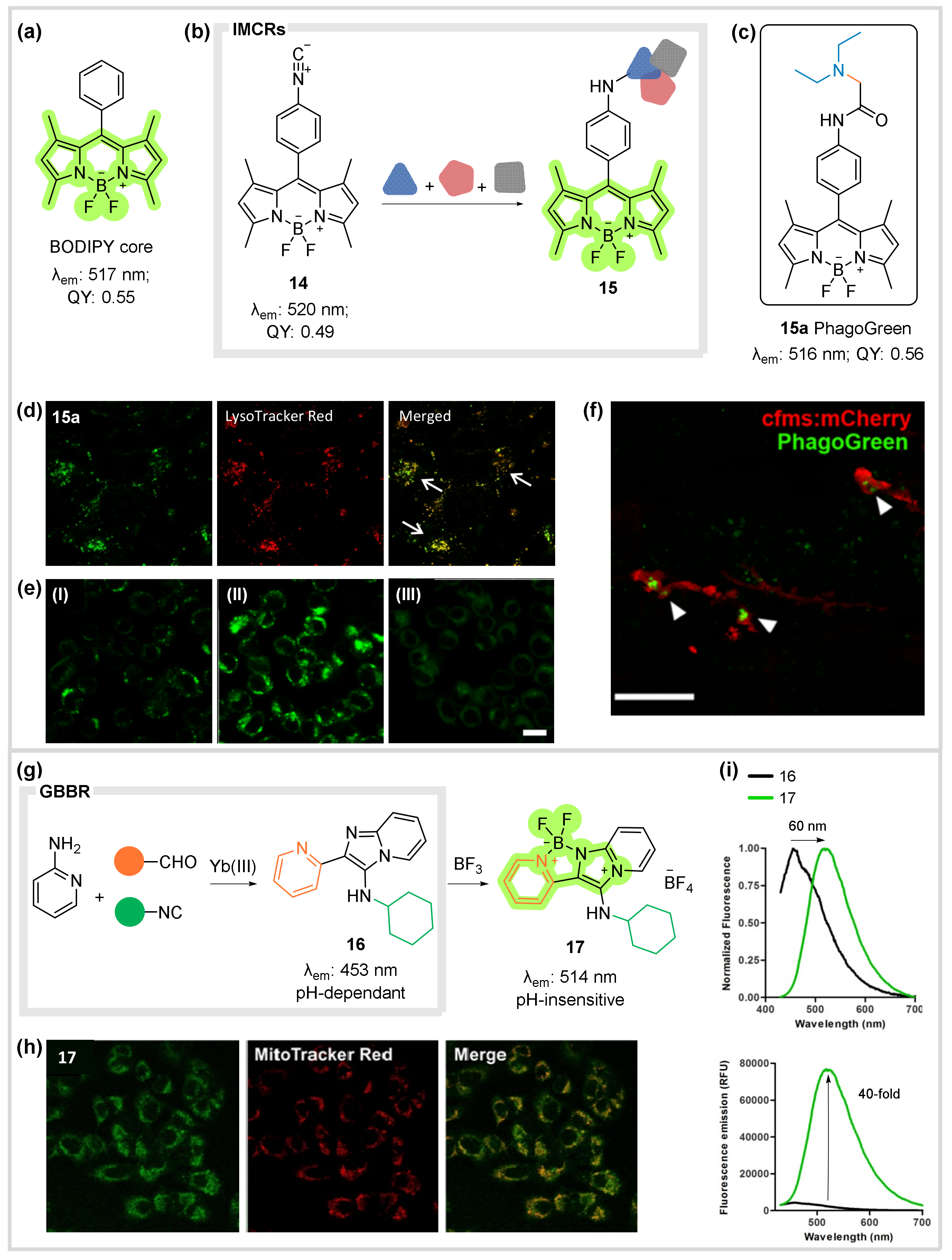 Biomedicines 10 01488 g007 Biomedicines 10 01488 g007