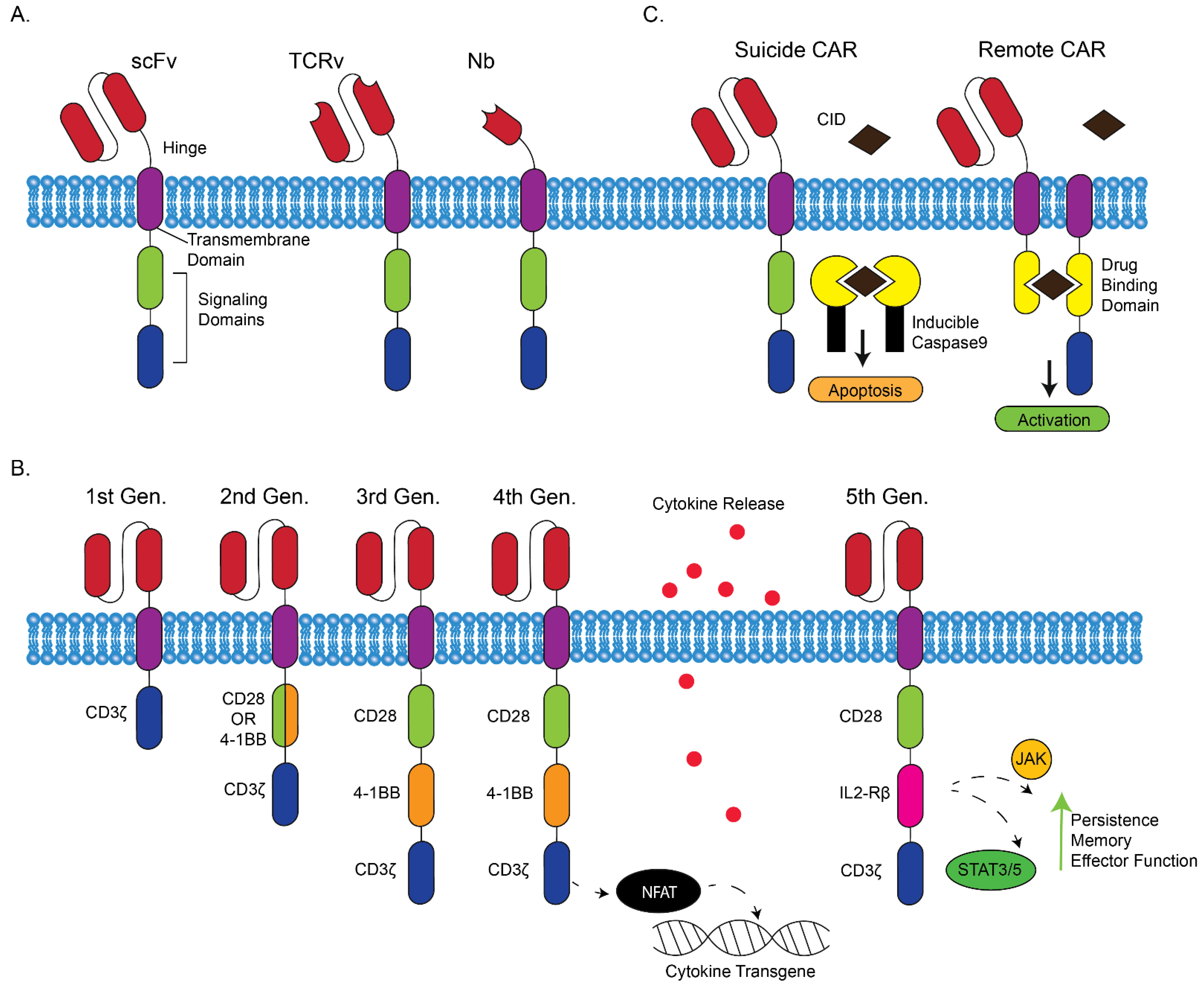 Biomedicines | Free Full-Text | Alternative CAR Therapies: Recent  Approaches in Engineering Chimeric Antigen Receptor Immune Cells to Combat  Cancer