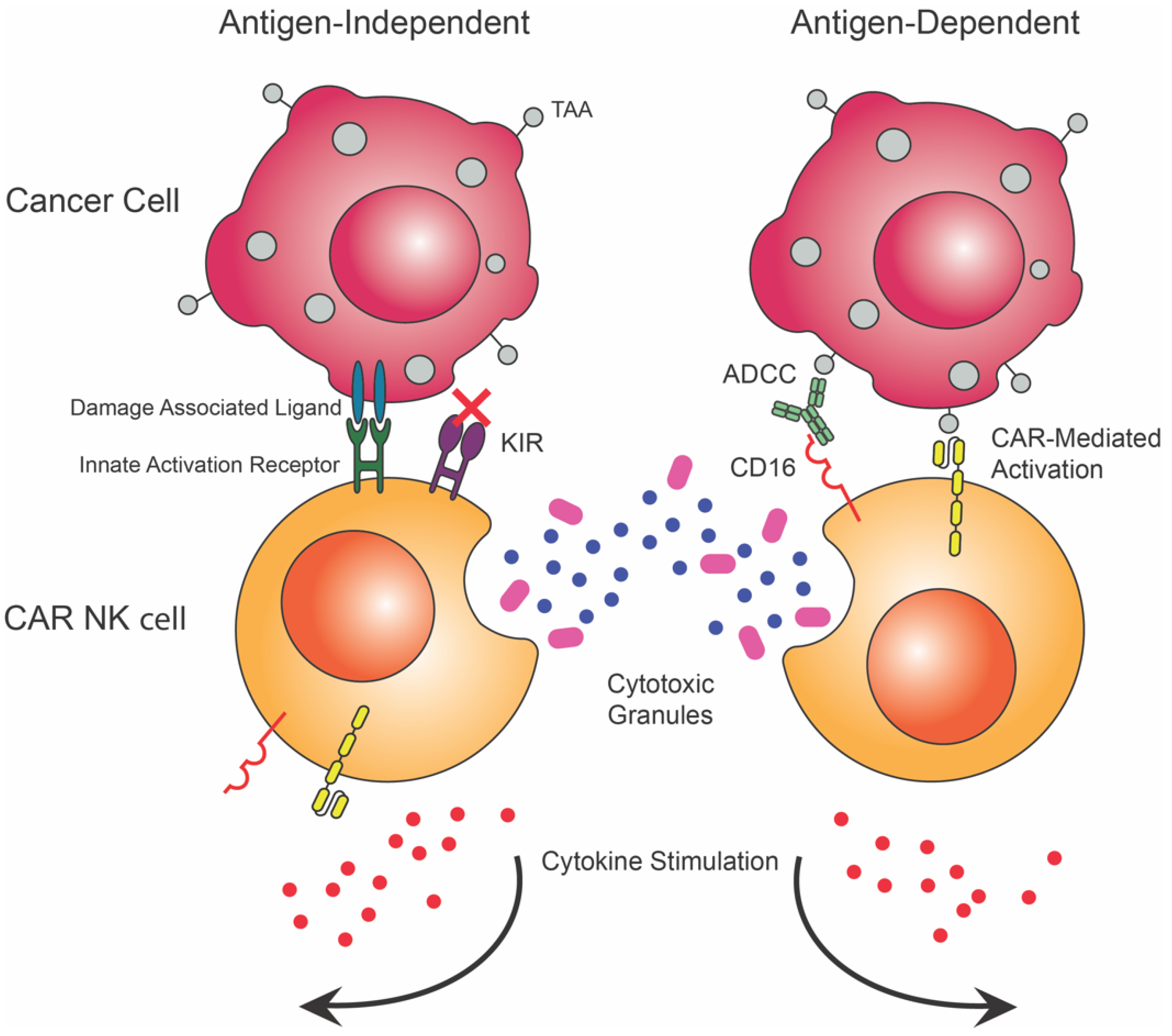 Biomedicines 10 01493 g004 Biomedicines 10 01493 g004
