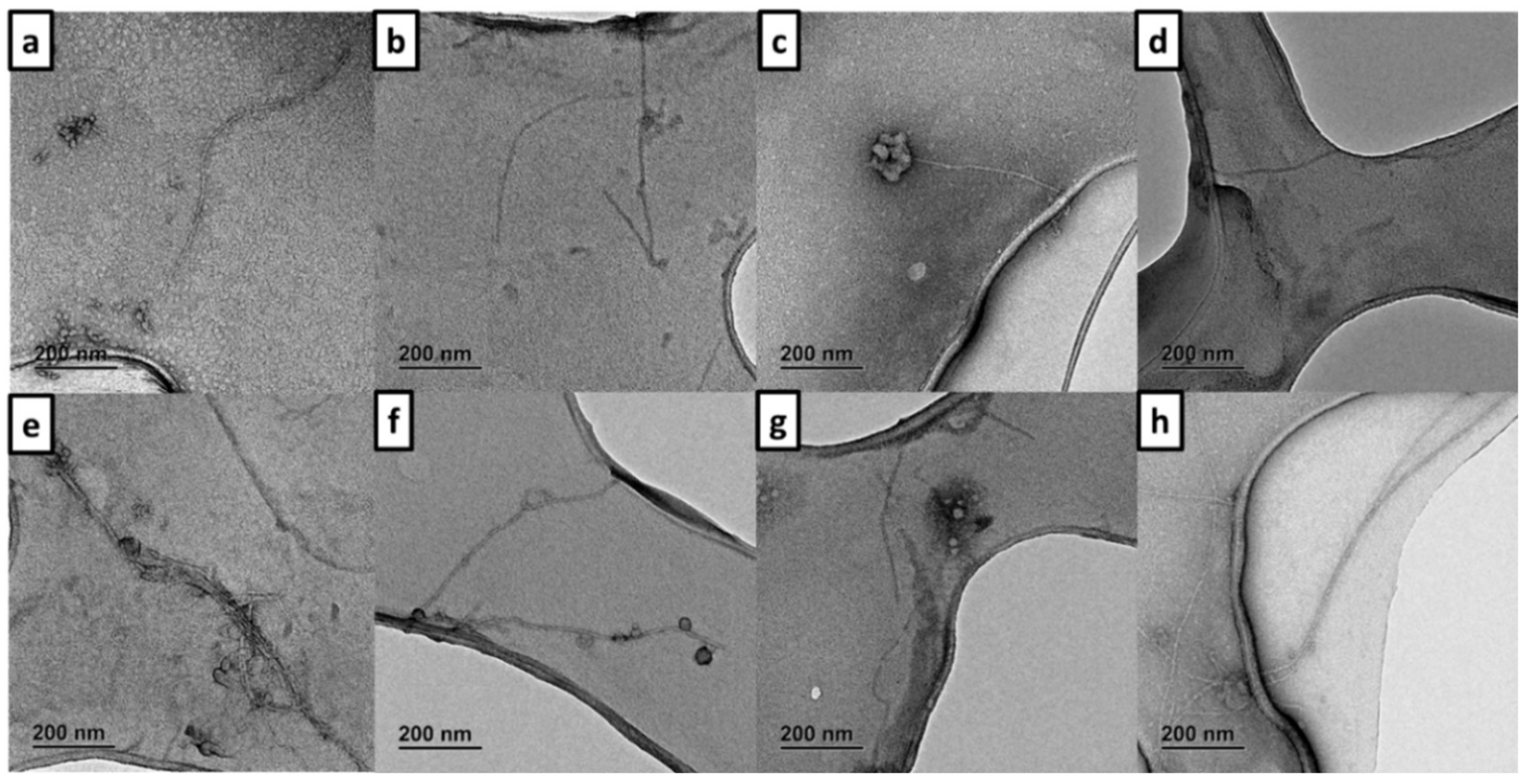 Biomedicines 10 01510 g004