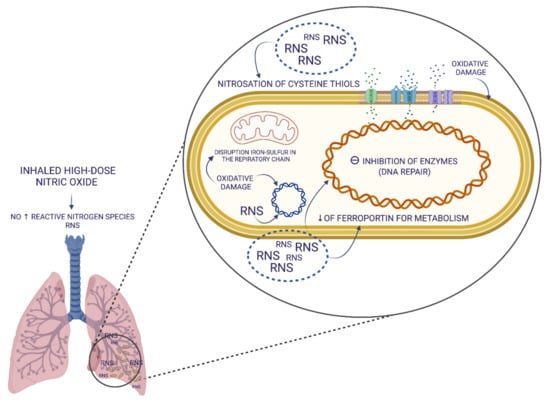 Biomedicines | Free Full-Text | High Doses Of Inhaled Nitric Oxide As ...