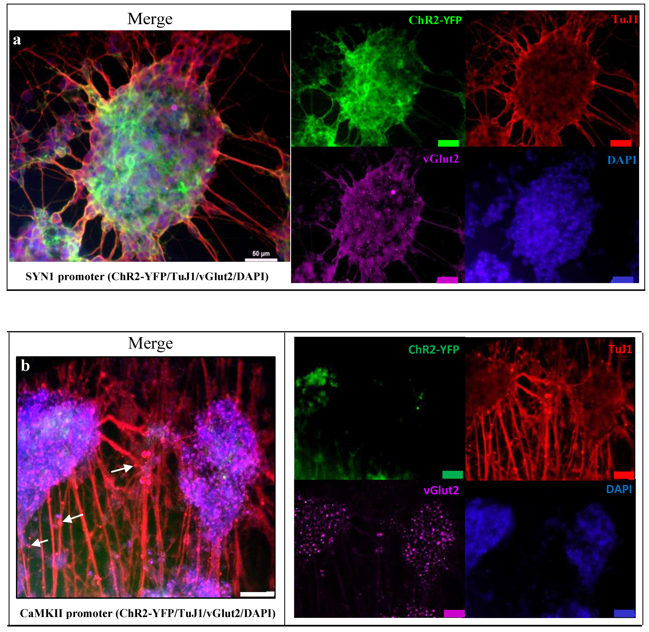 Biomedicines 10 01534 g003