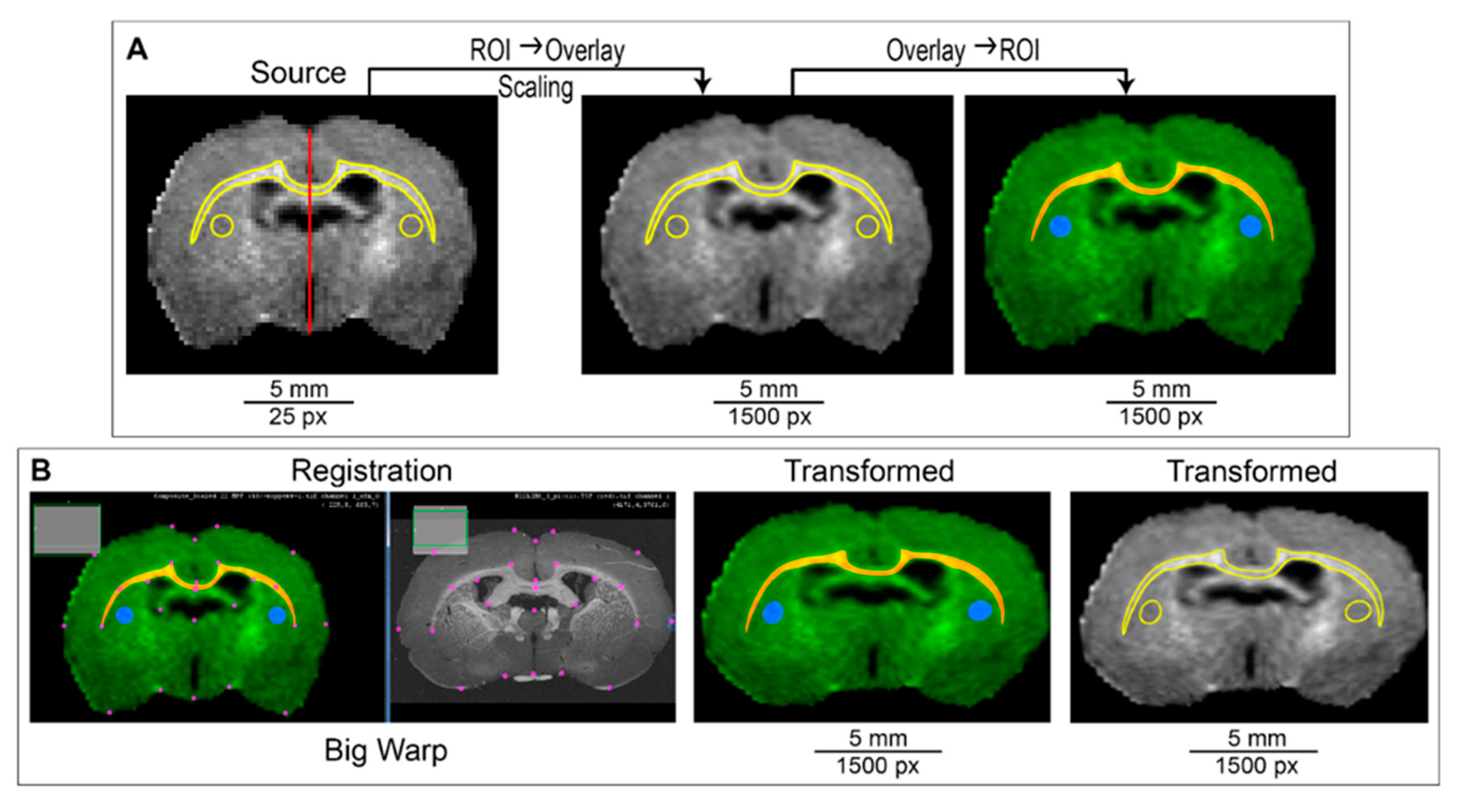 Biomedicines 10 01556 g003