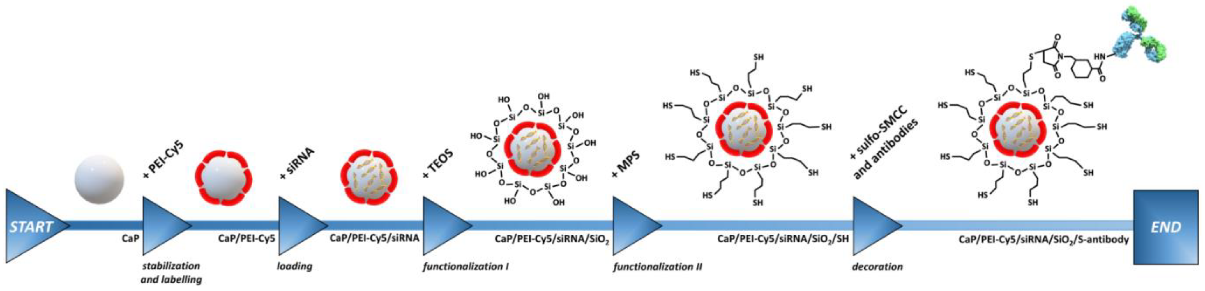 Biomedicines 10 01571 g001