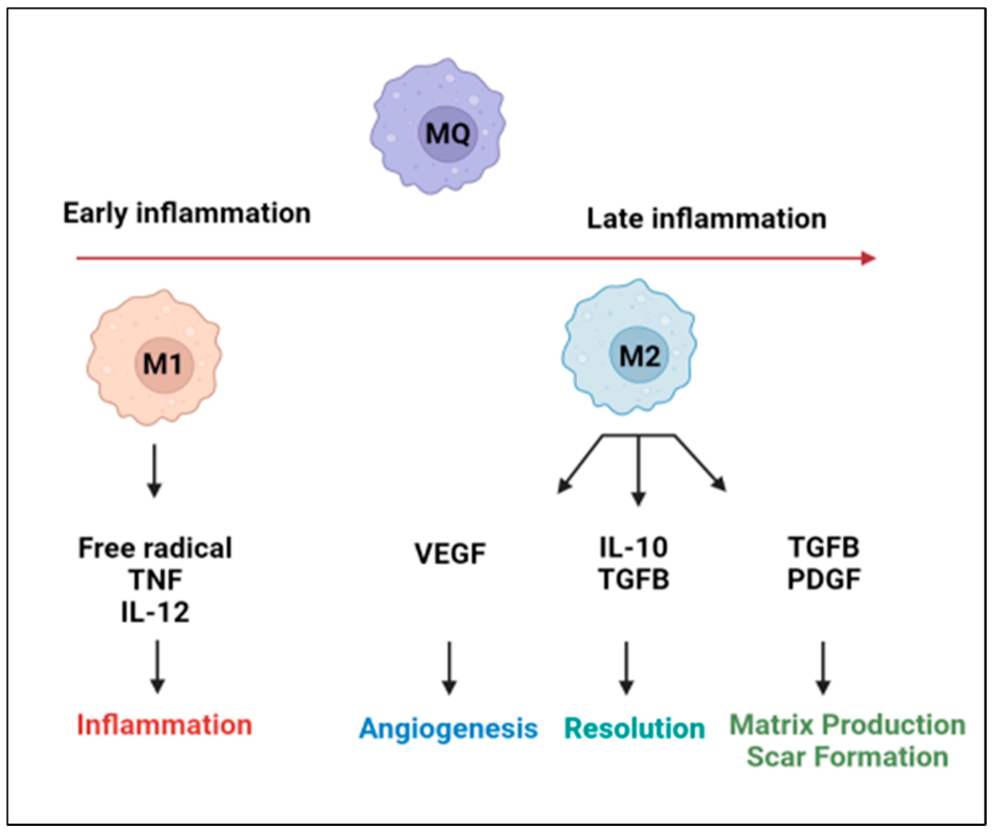 Biomedicines 10 01579 g001