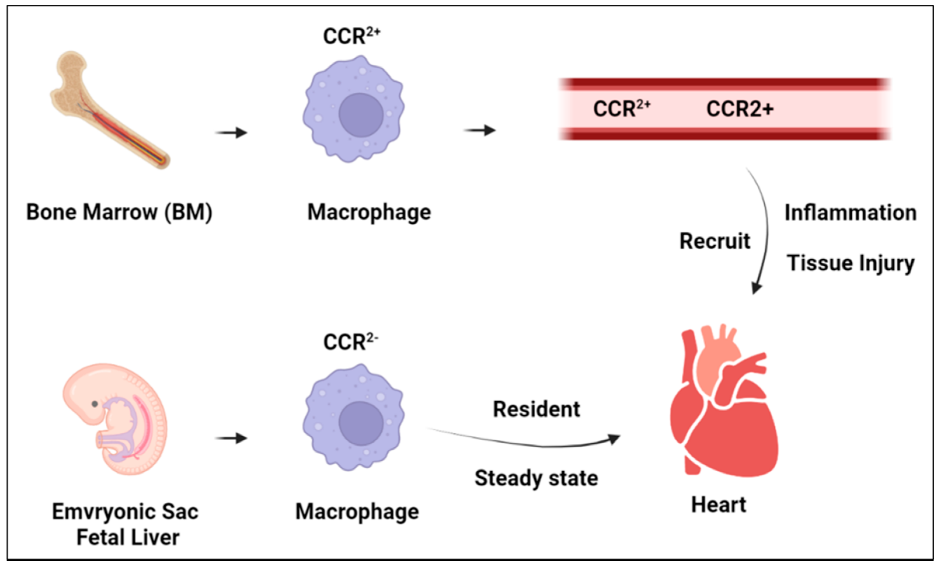 Biomedicines 10 01579 g002