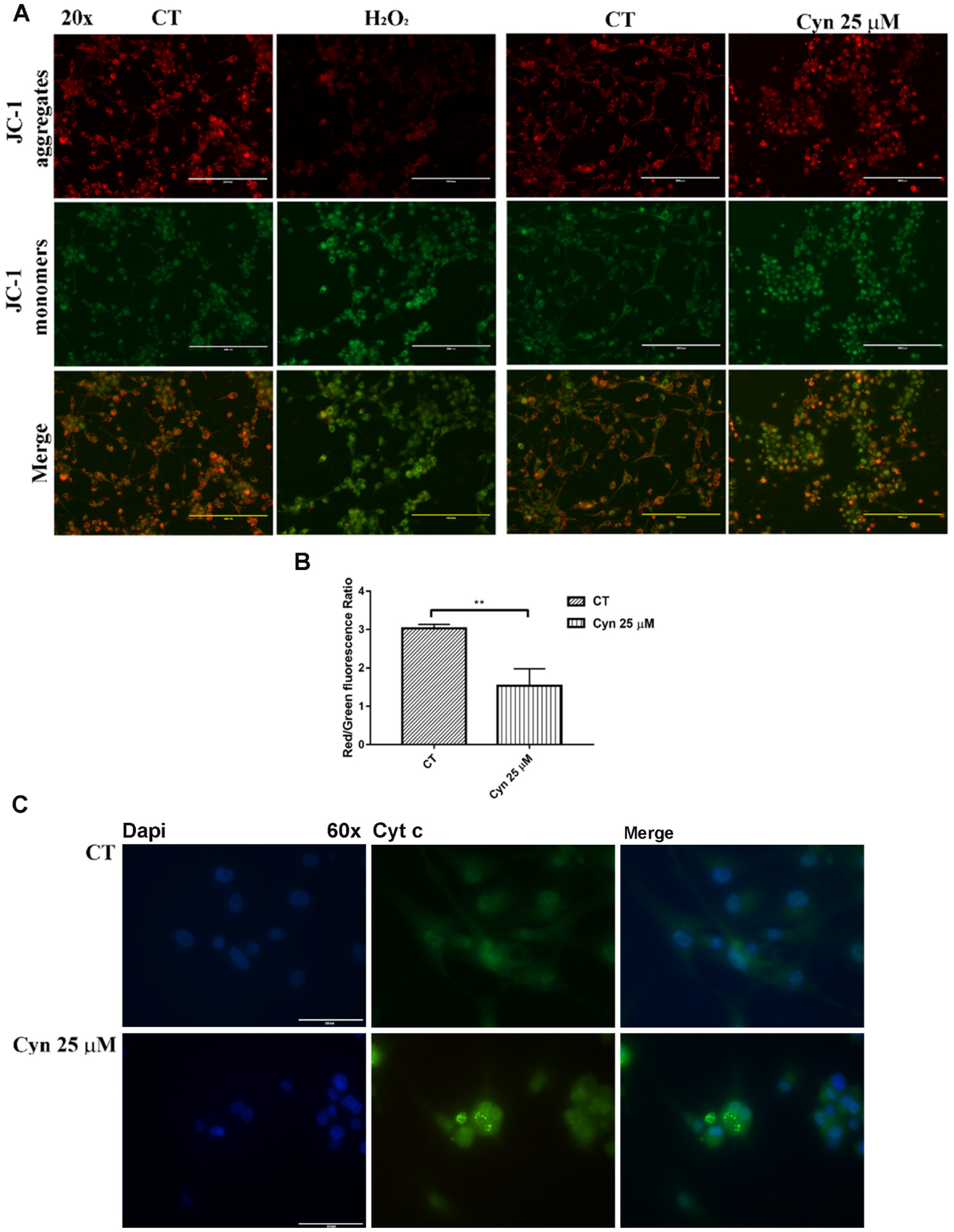 Biomedicines 10 01583 g003