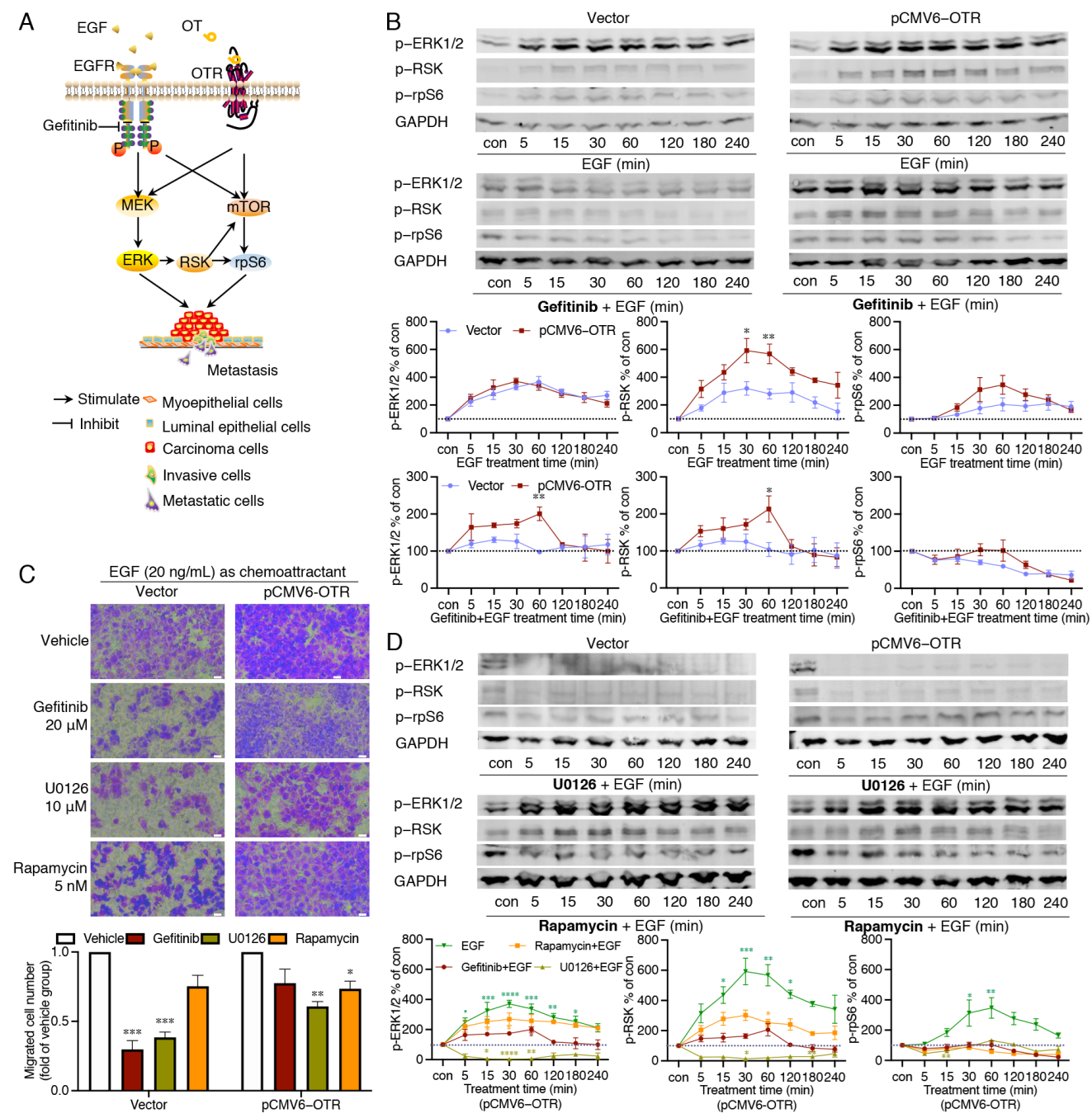 Biomedicines 10 01595 g005 Biomedicines 10 01595 g005