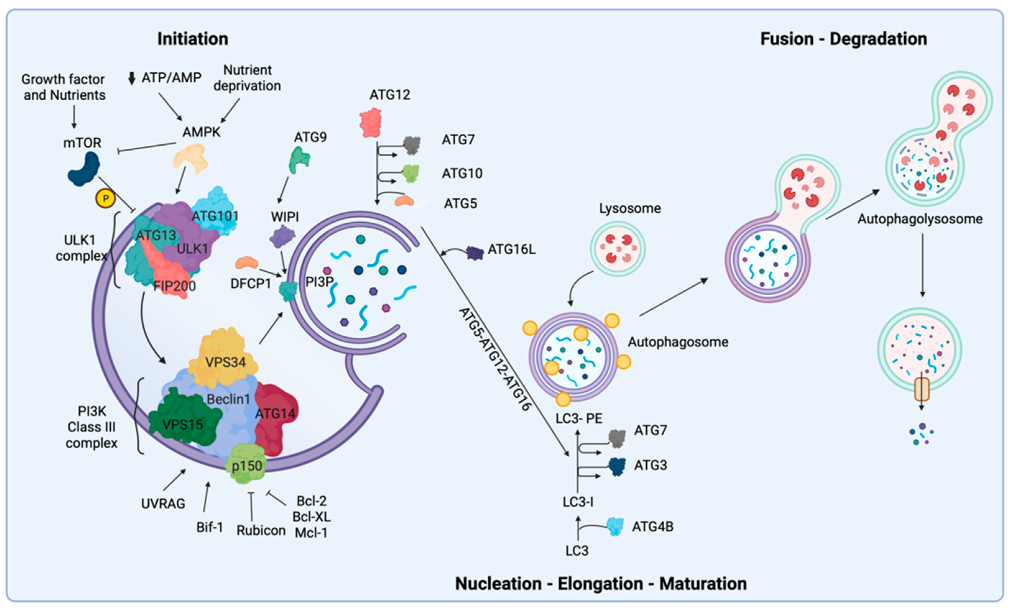 Biomedicines | Free Full-Text | Molecular Mechanisms of Autophagy in Cancer  Development, Progression, and Therapy
