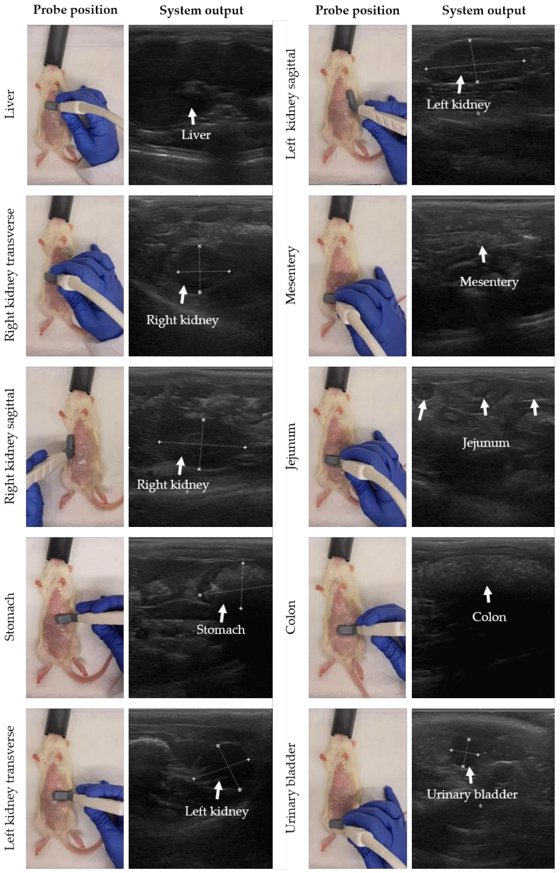 Biomedicines 10 01610 g002